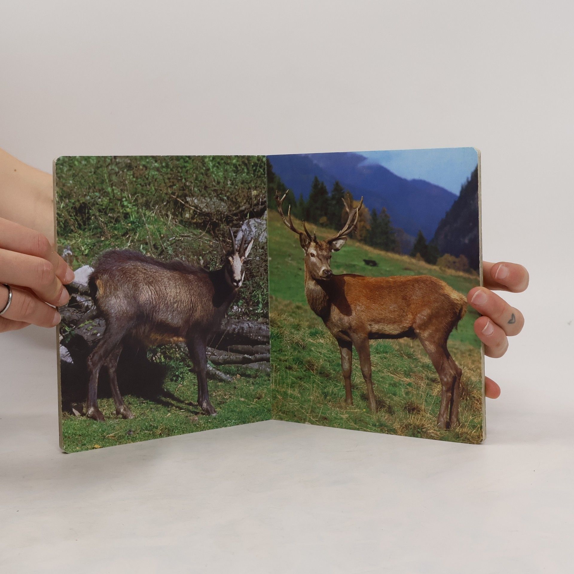 Auteurscollectief Tiere in Wald, Feld und Flur