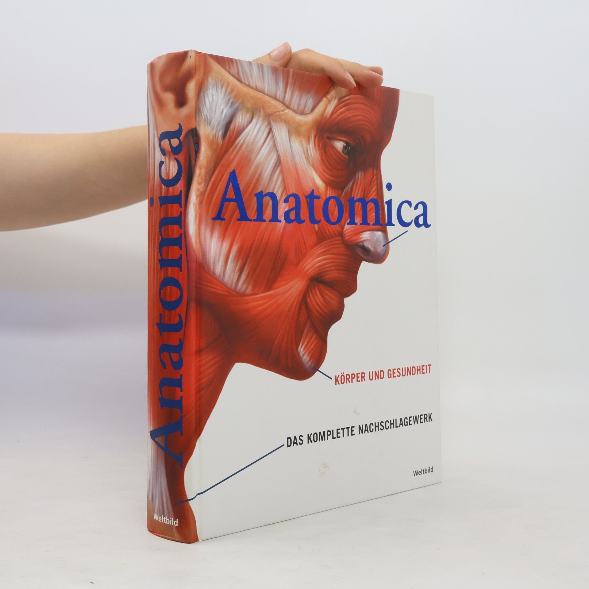 Gordon Cheers Anatomica