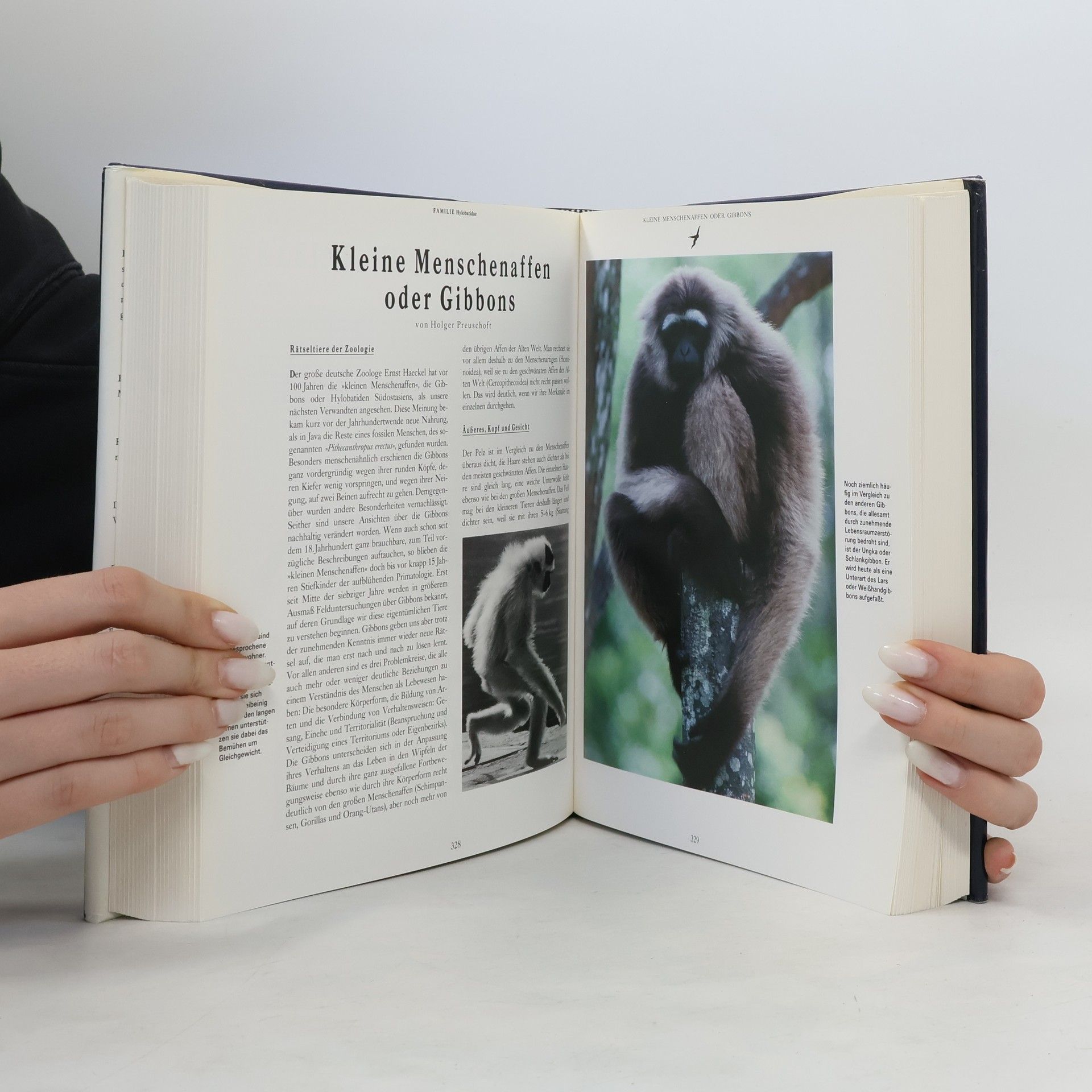 Alison Badrian Brockhaus - Die Bibliothek