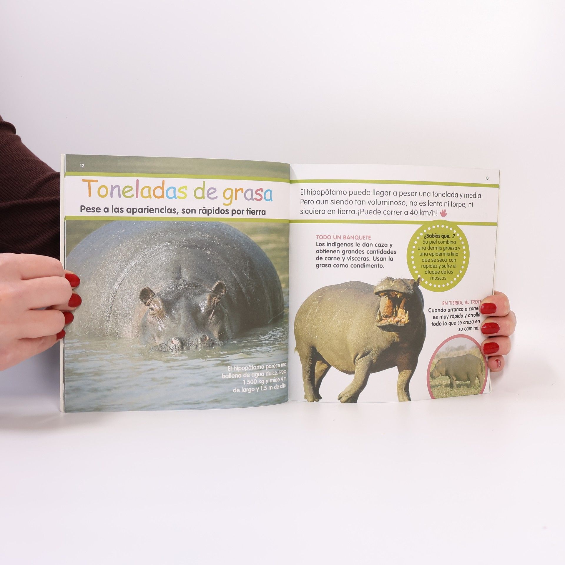 Mis animales favoritos - 16: El hipopótamo
