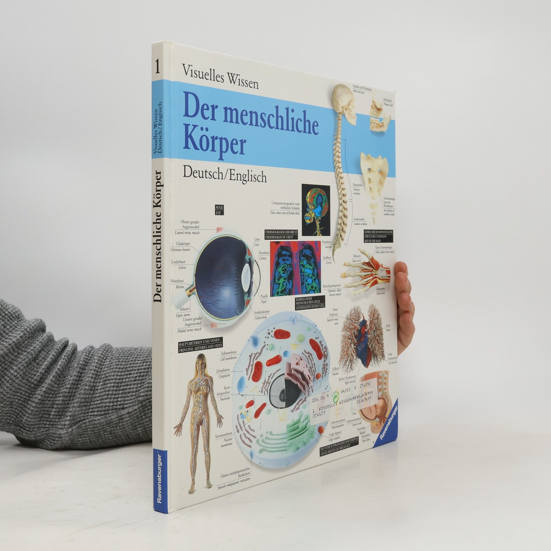 Mary Lindsay Der menschliche Körper