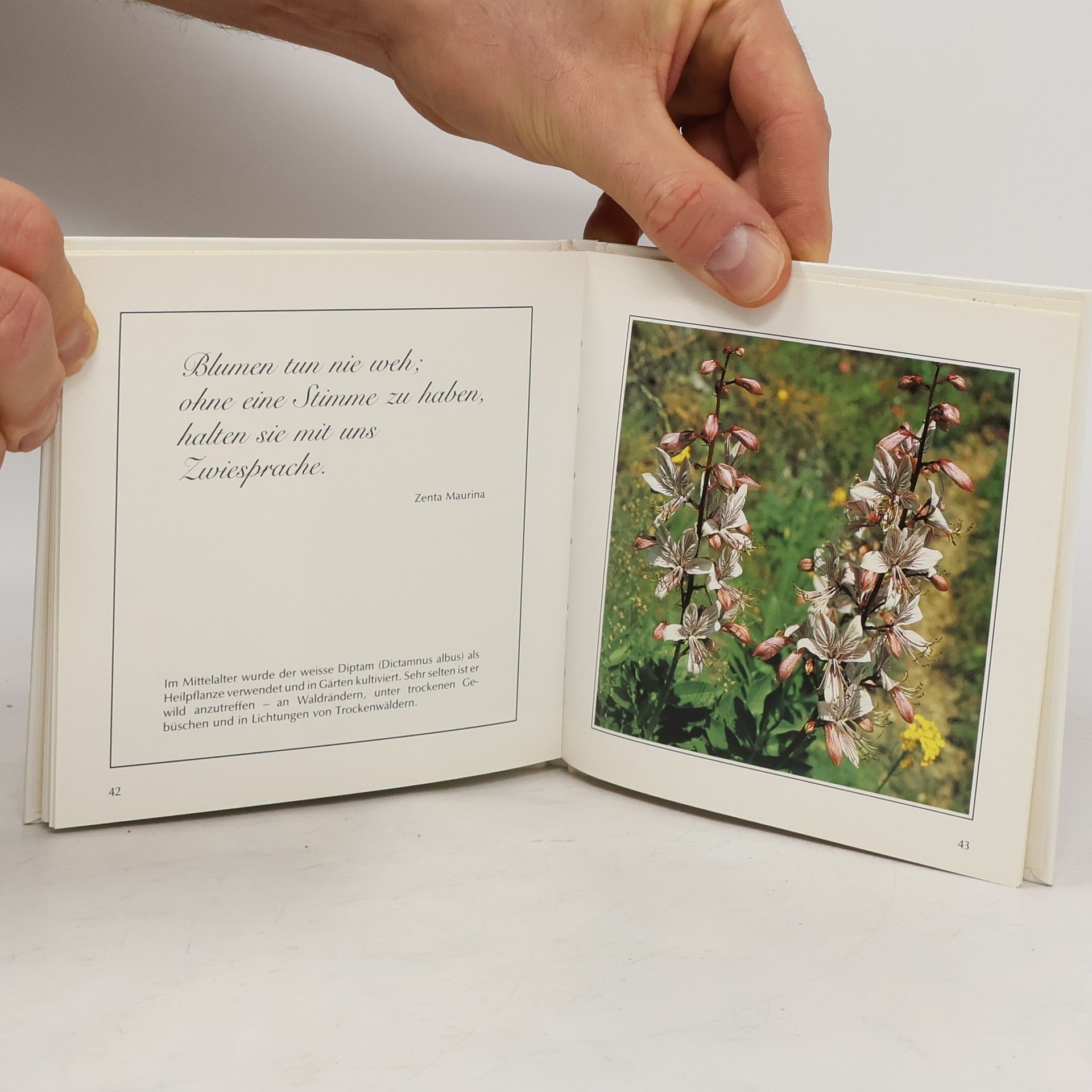 Edition Albert Schwarz: Freude an Wildblumen