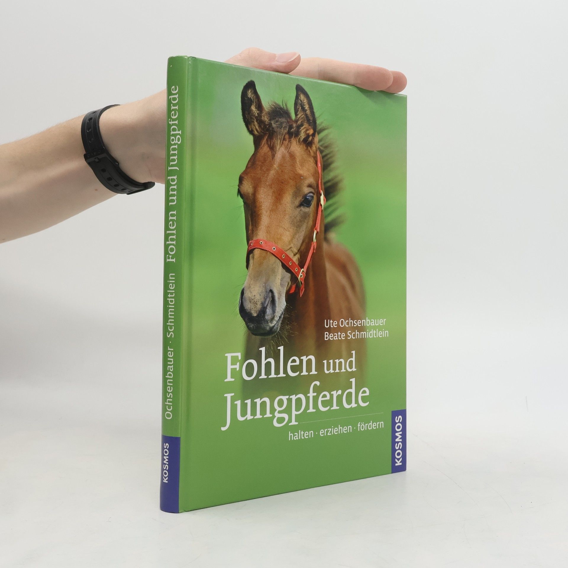 Ute Ochsenbauer Fohlen und Jungpferde