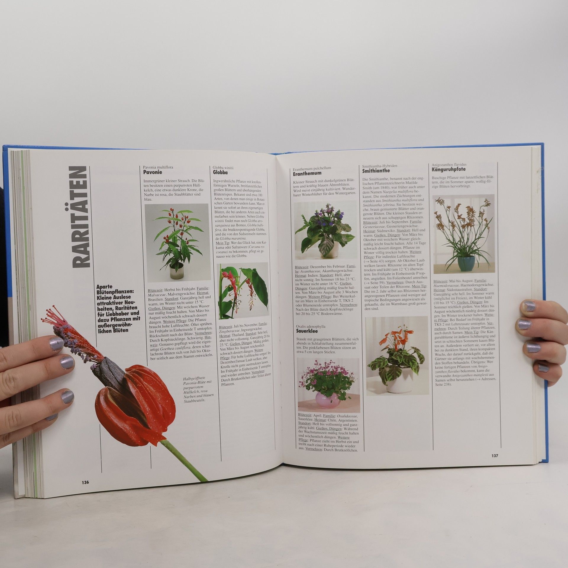 Halina Heitz Das große Zimmerpflanzen-Buch