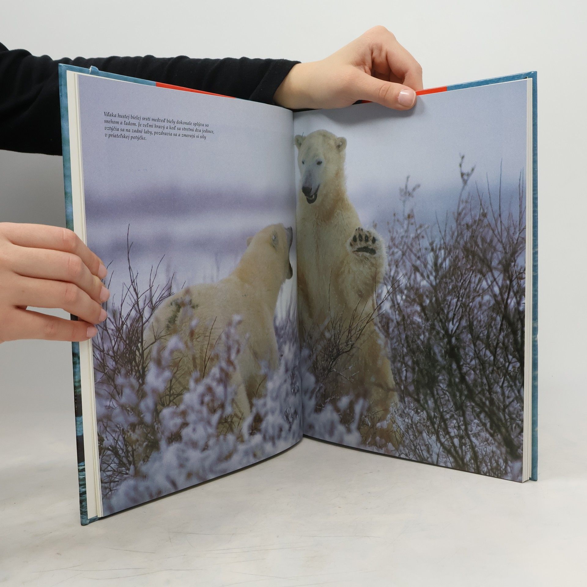 Autorenkollektiv Tundra a polárne oblasti