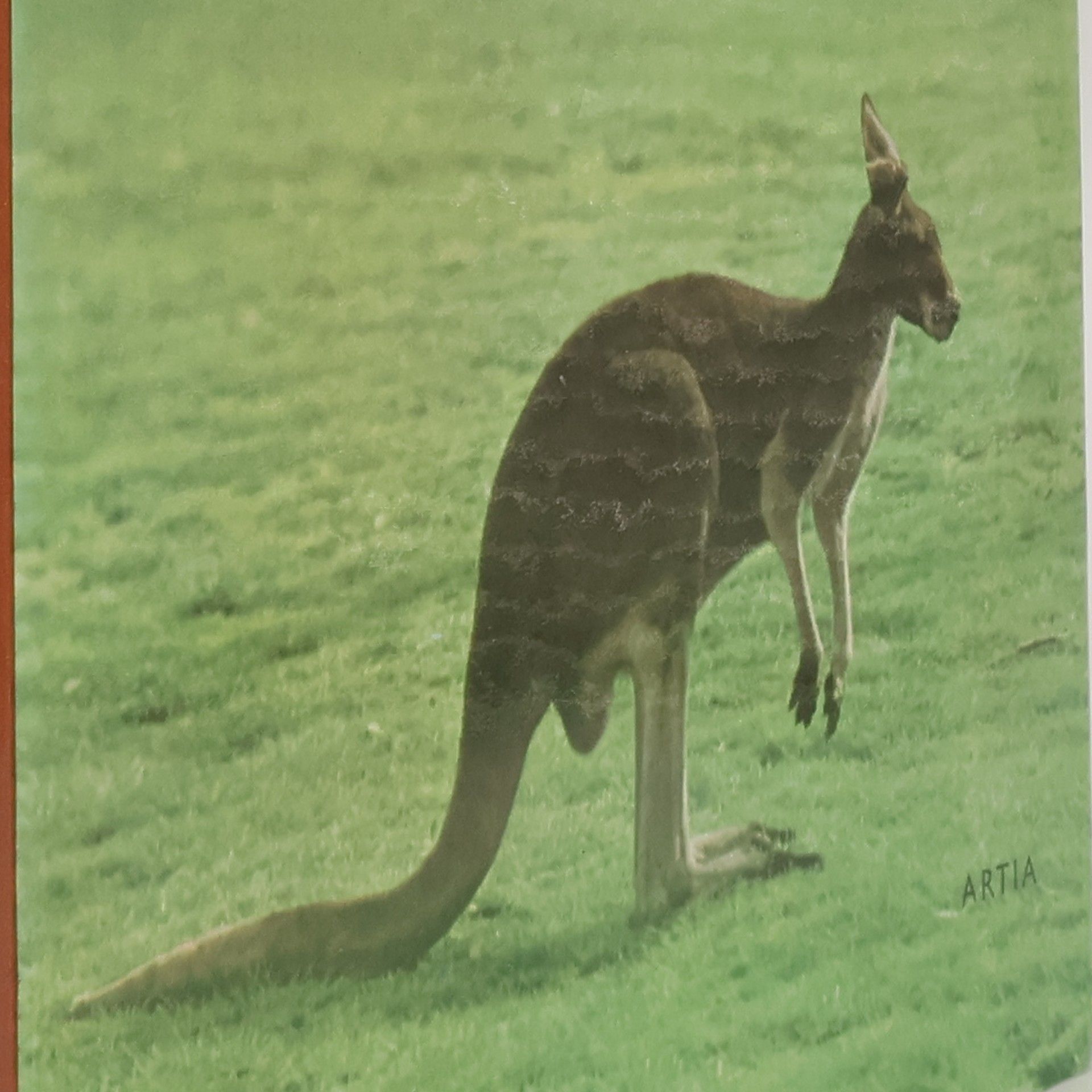 Austrálie. Země a život