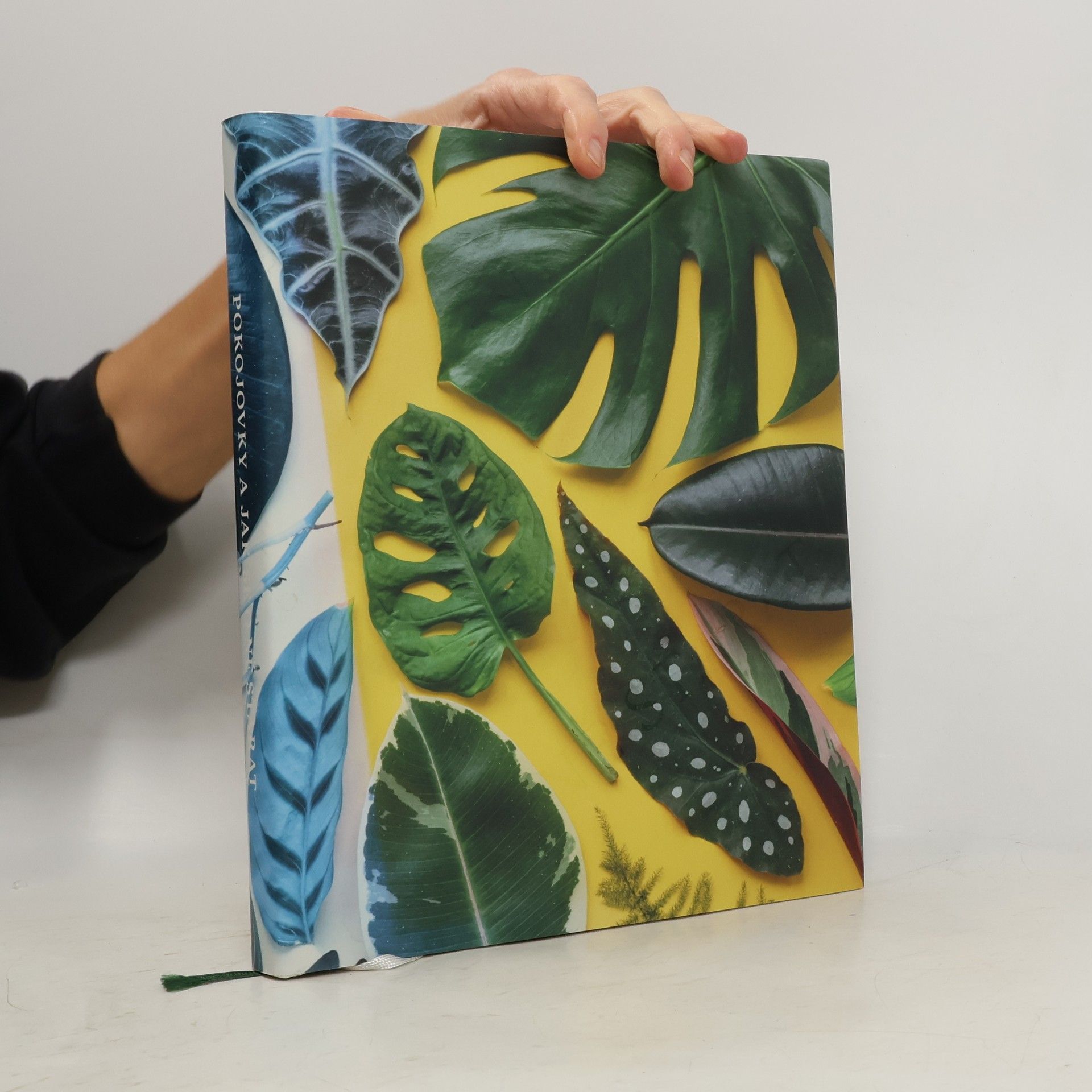 Pokojovky a jak se o ně starat