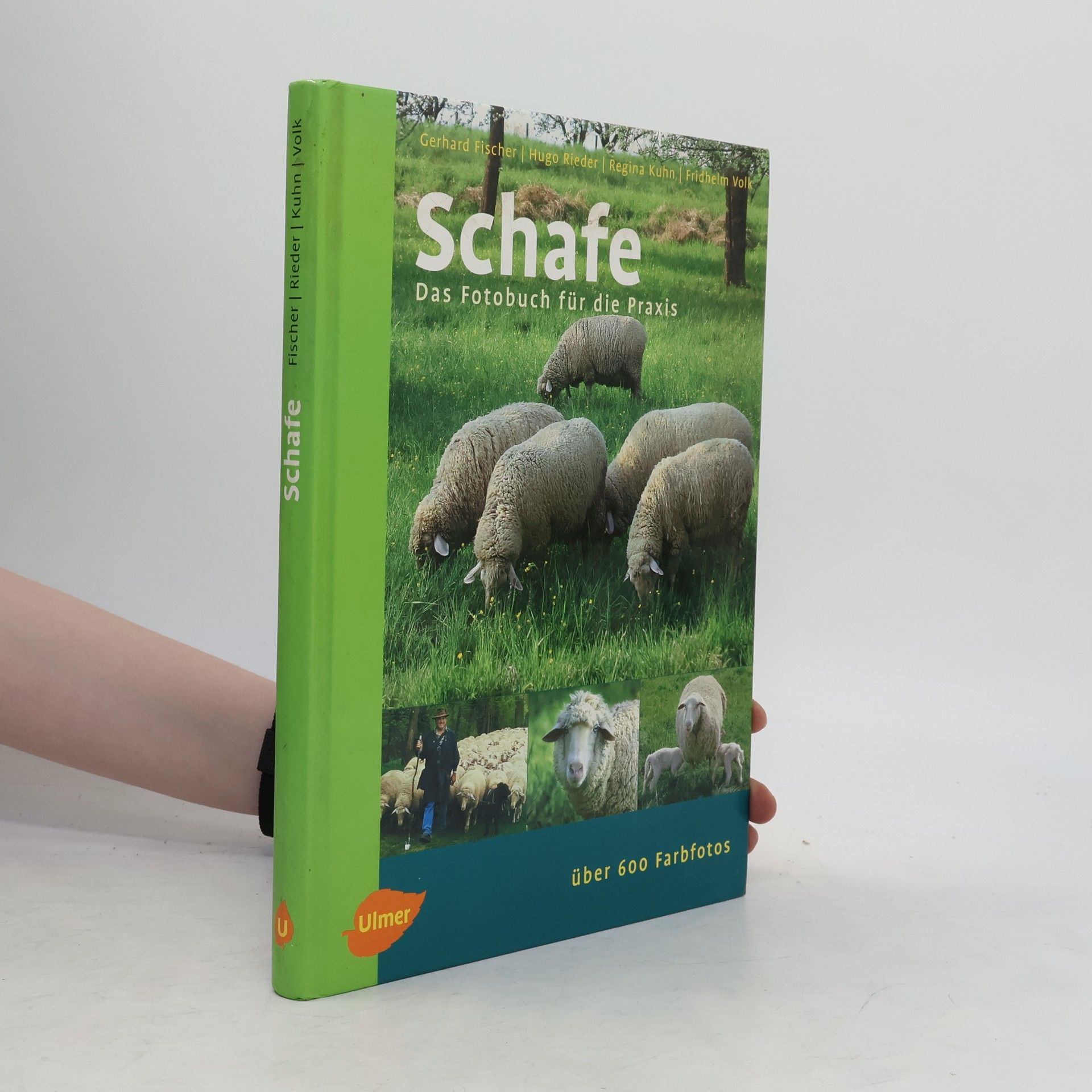 Gerhard Fischer Schafe