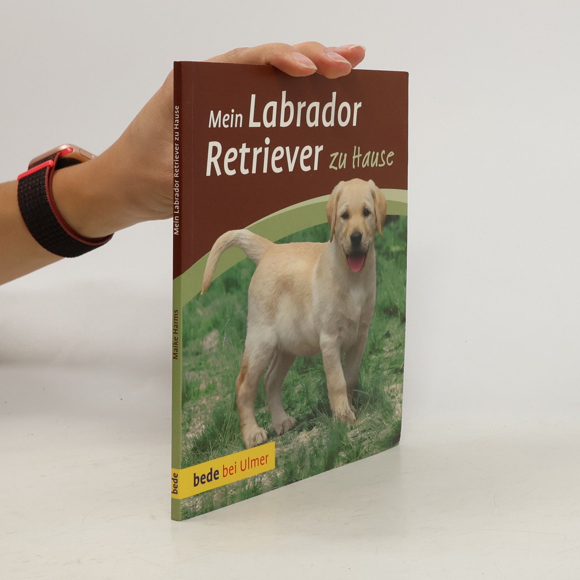 Mein Labrador Retriever zu Hause