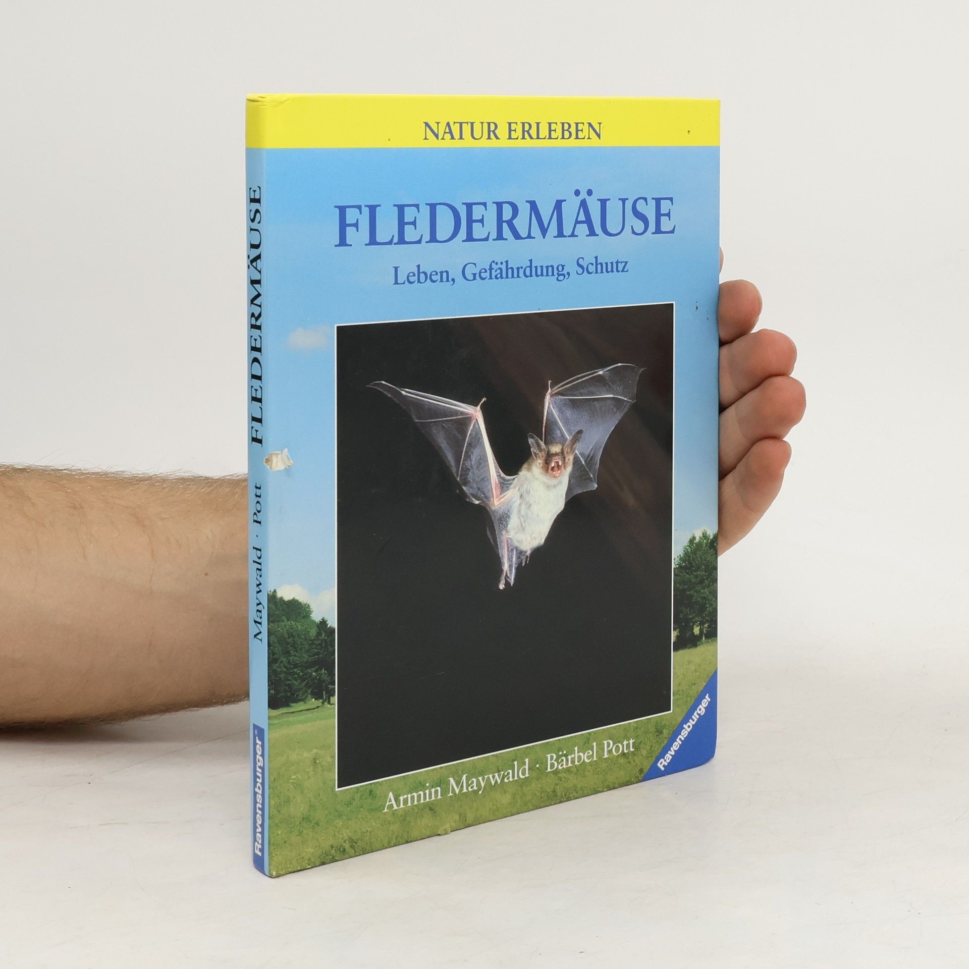 Bärbel Pott Fledermäuse