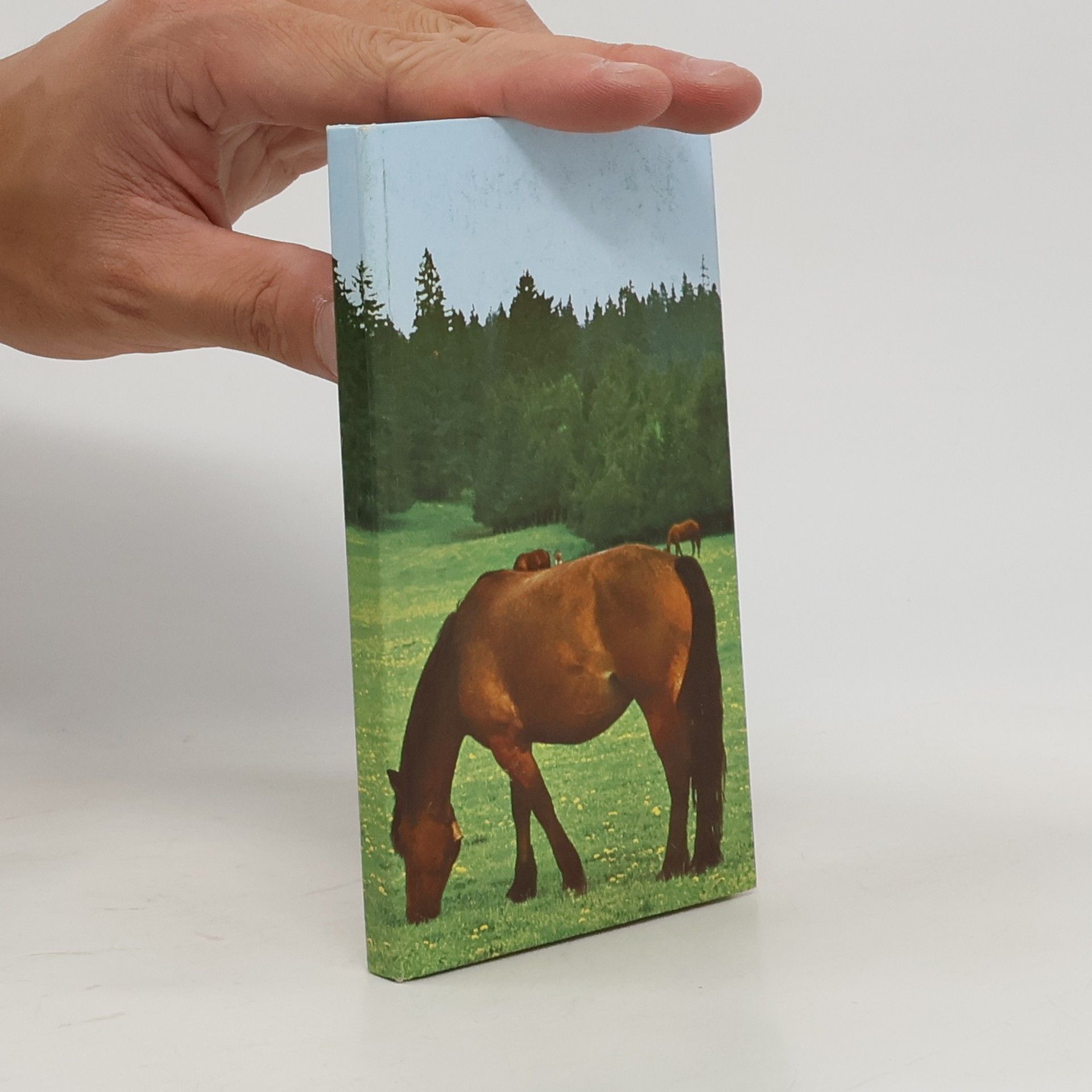 Kleine Pferdegeschichten 5