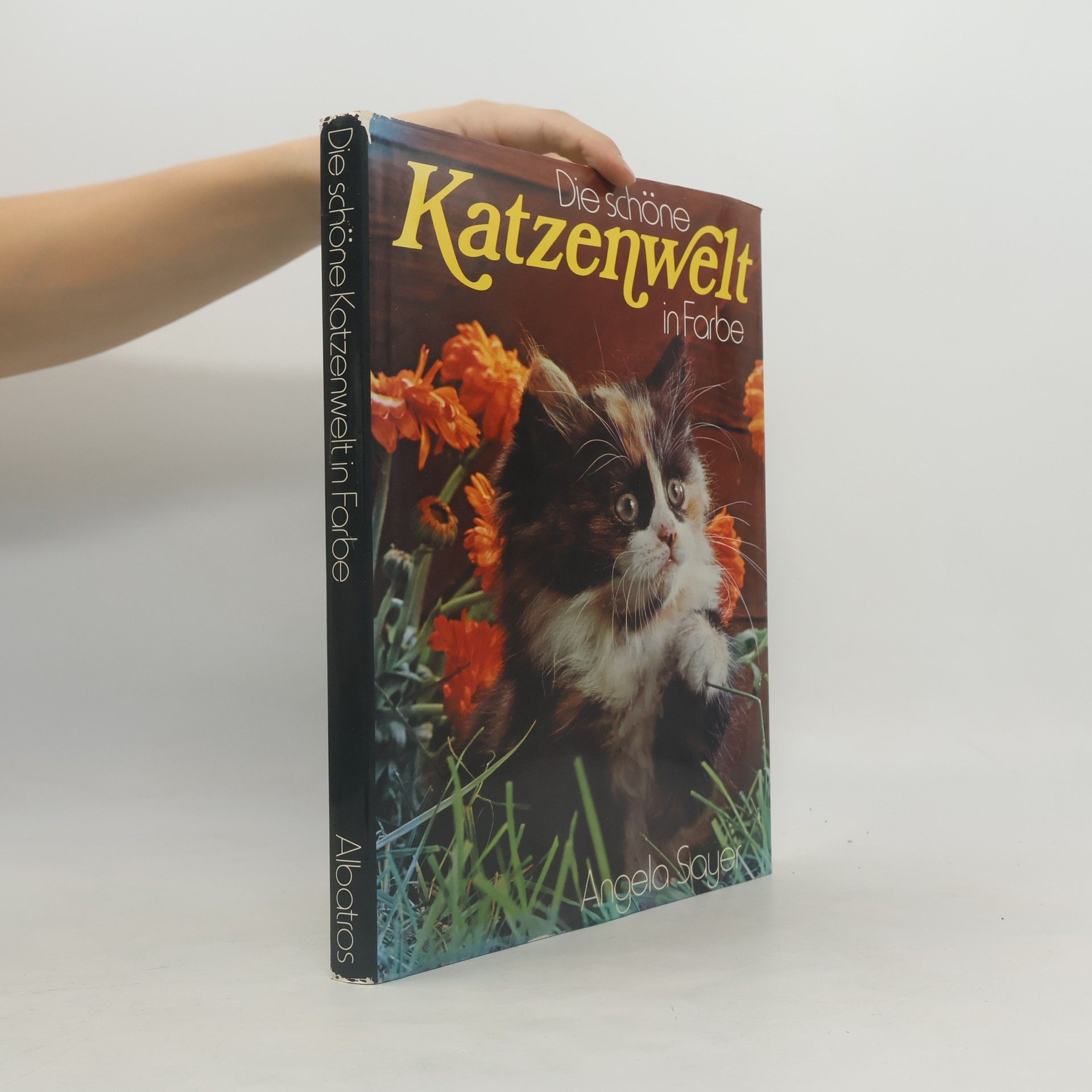 Autorenkollektiv Die schöne Katzenwelt in Farbe