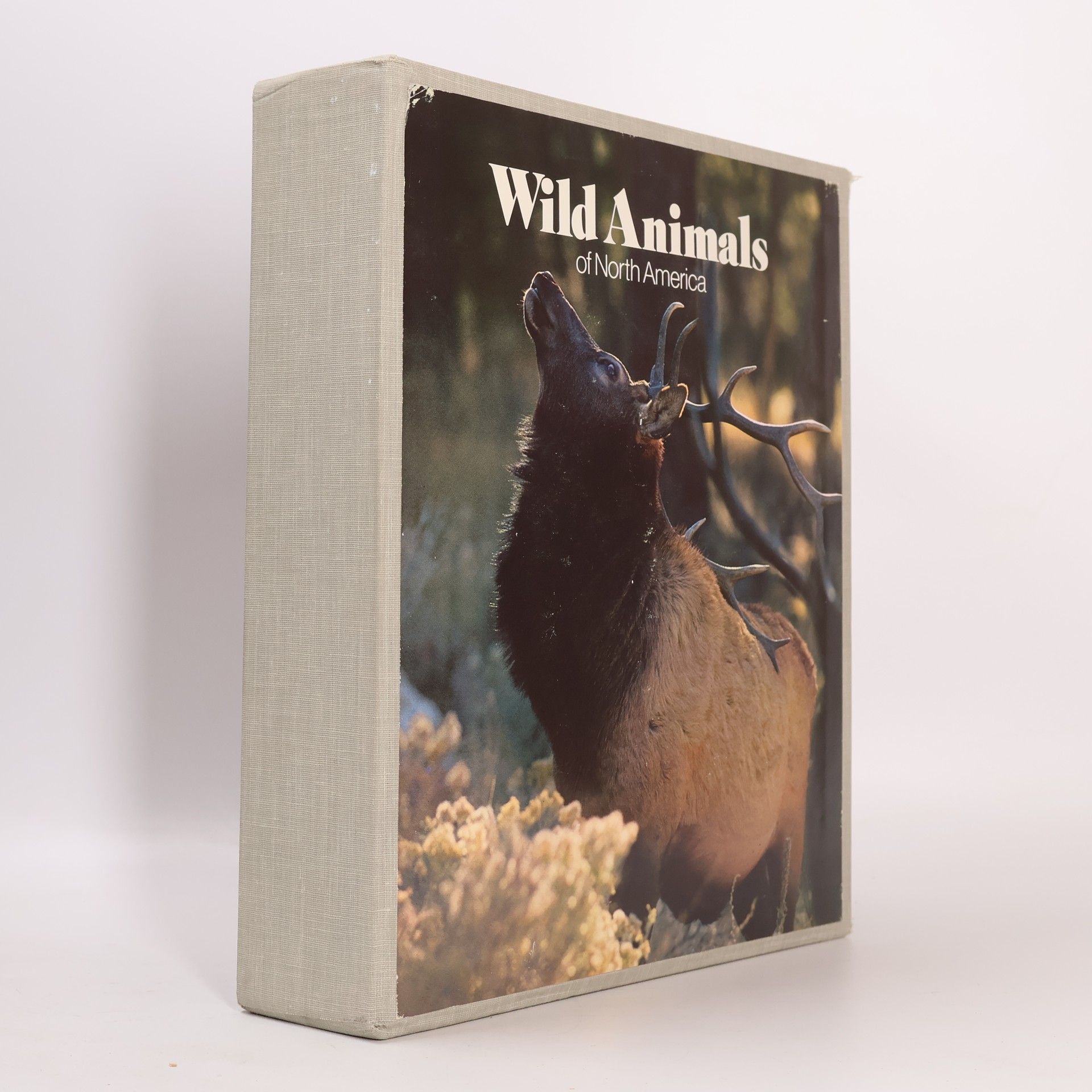 Collectif d'auteurs Wild Animals of the North America