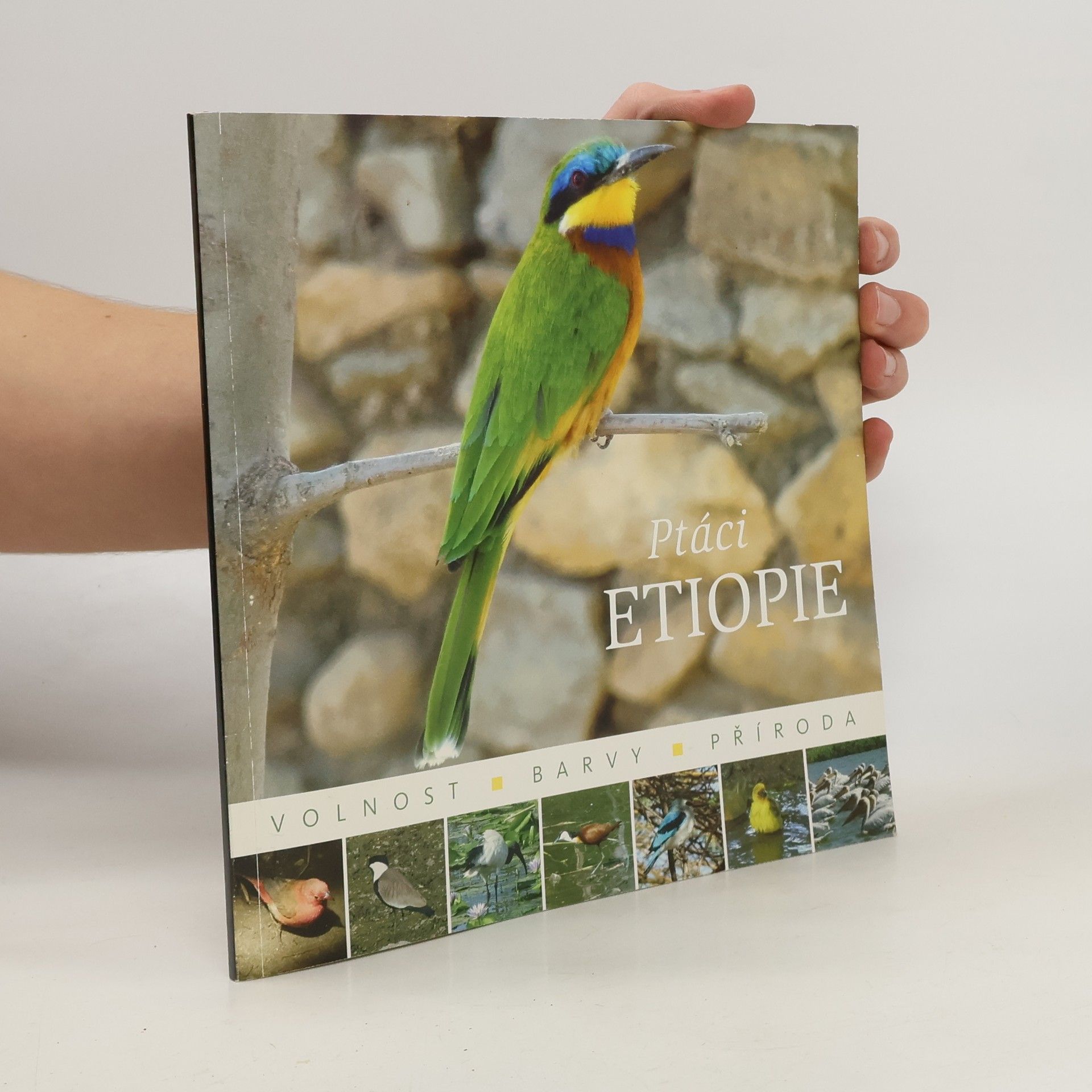 Iva Vodáková Ptáci Etiopie