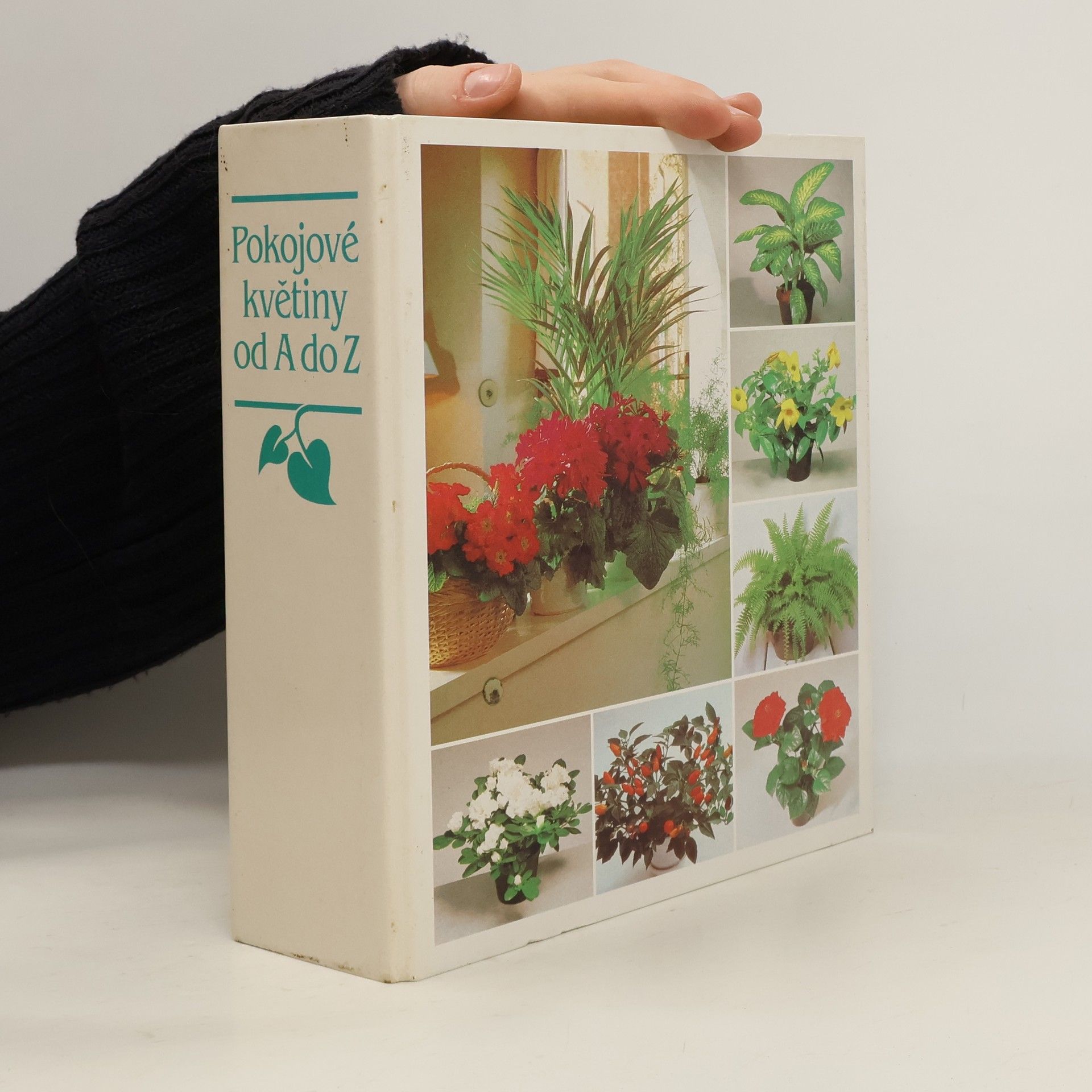 Autorenkollektiv Pokojové květiny od A do Z