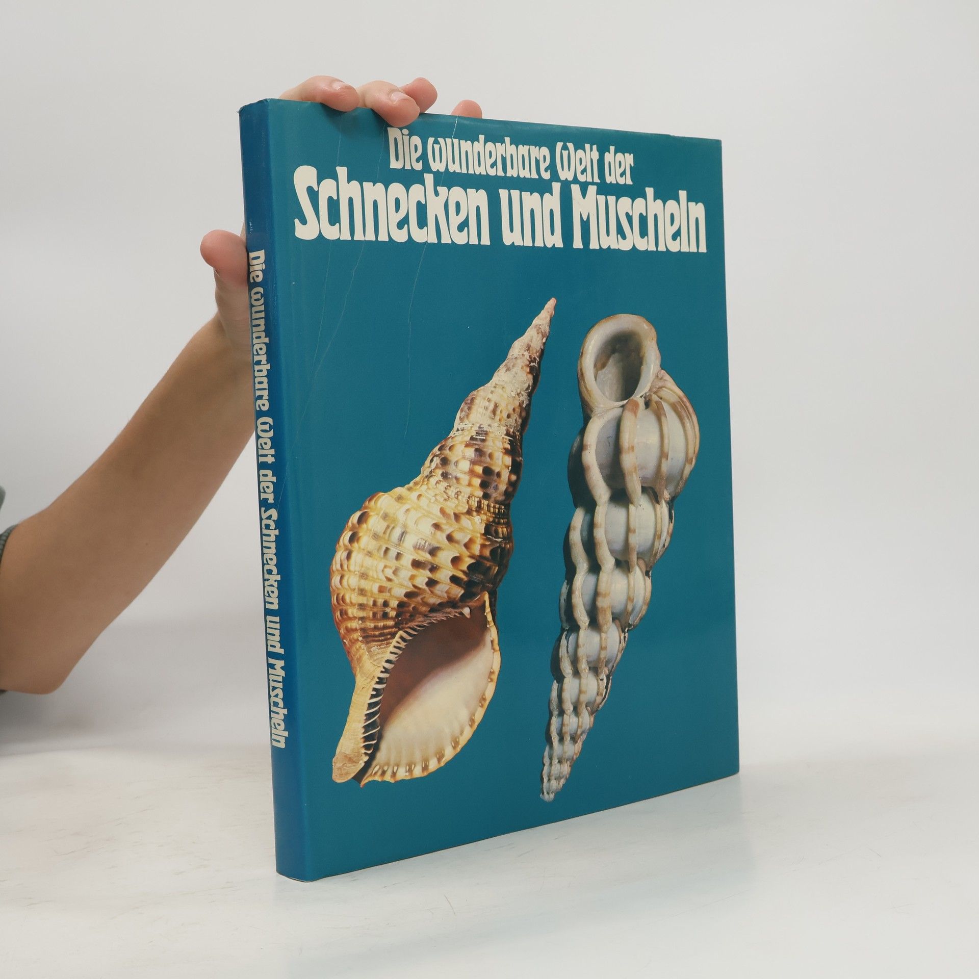 Donato Lucifora Die wunderbare Welt der Schnecken und Muscheln