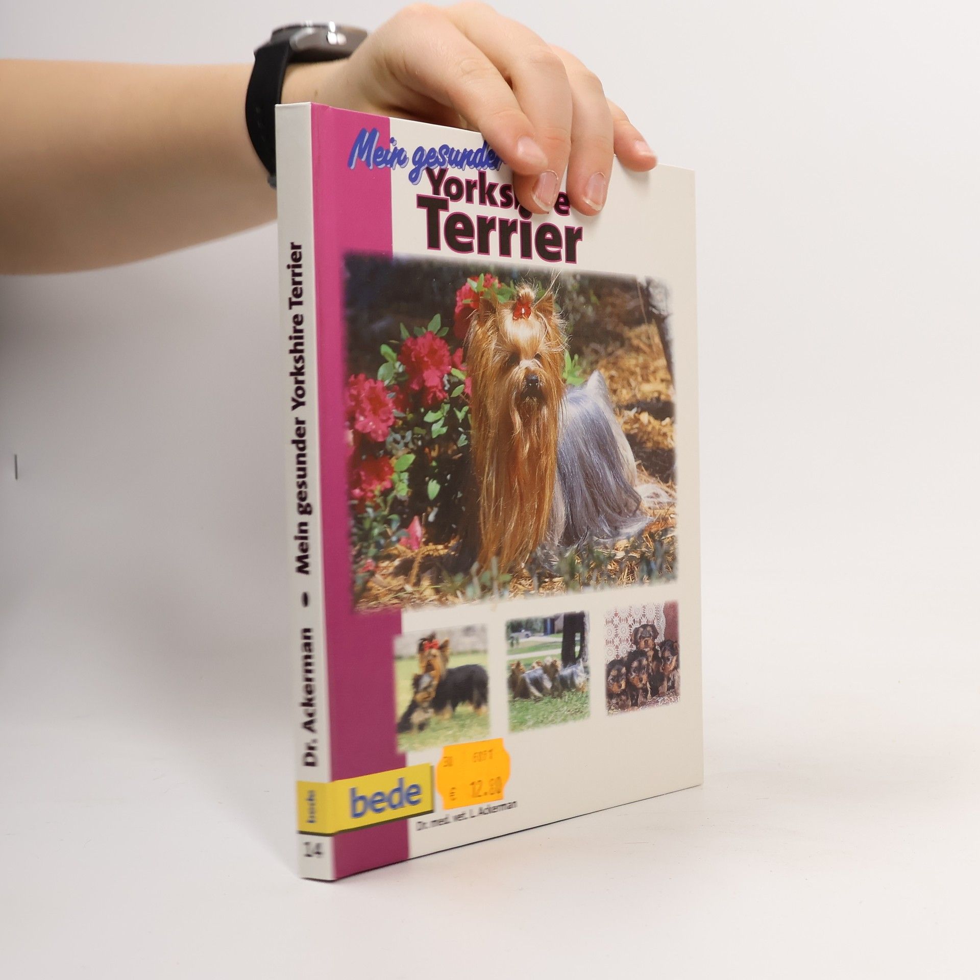 Mein gesunder Yorkshire Terrier