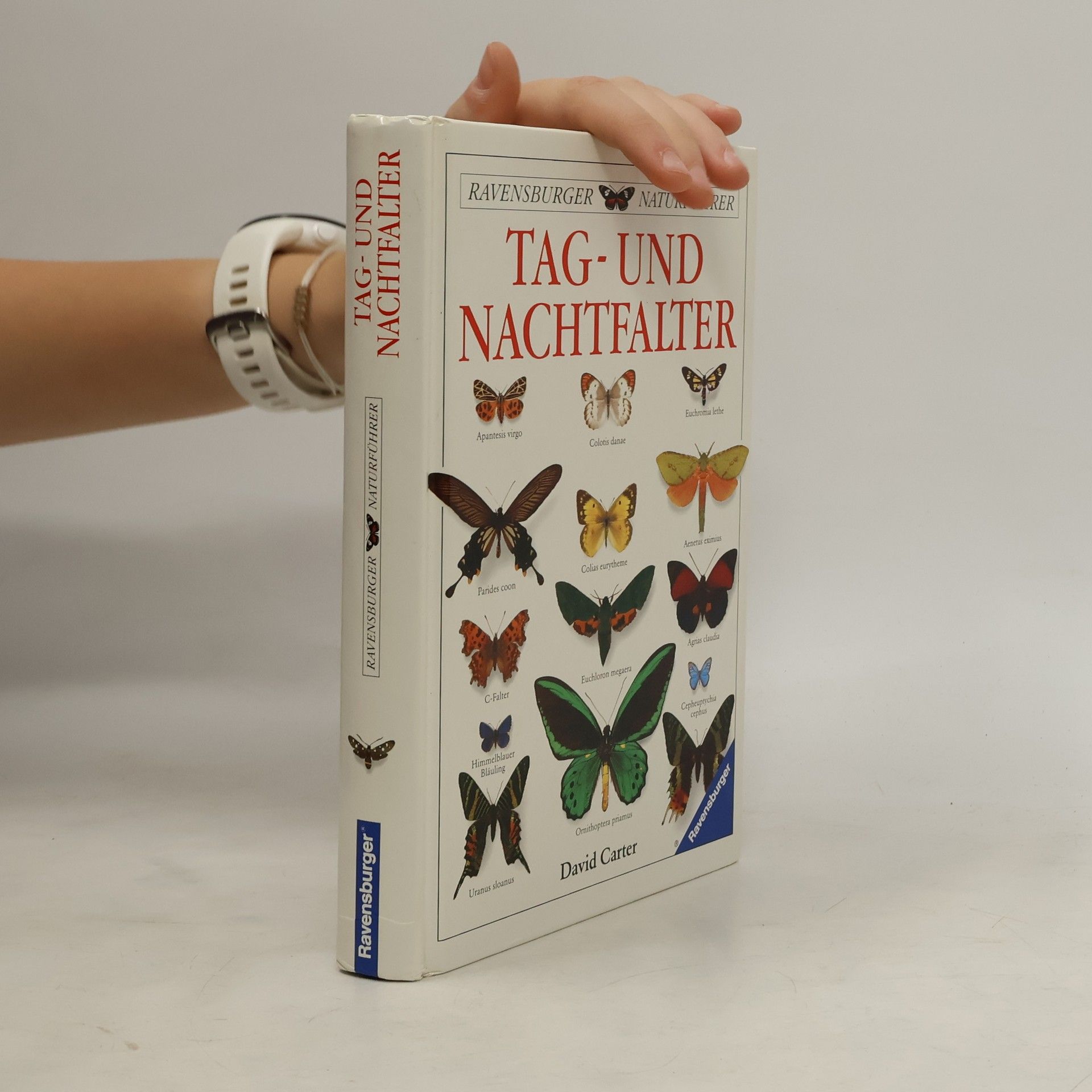 Tag- und Nachtfalter