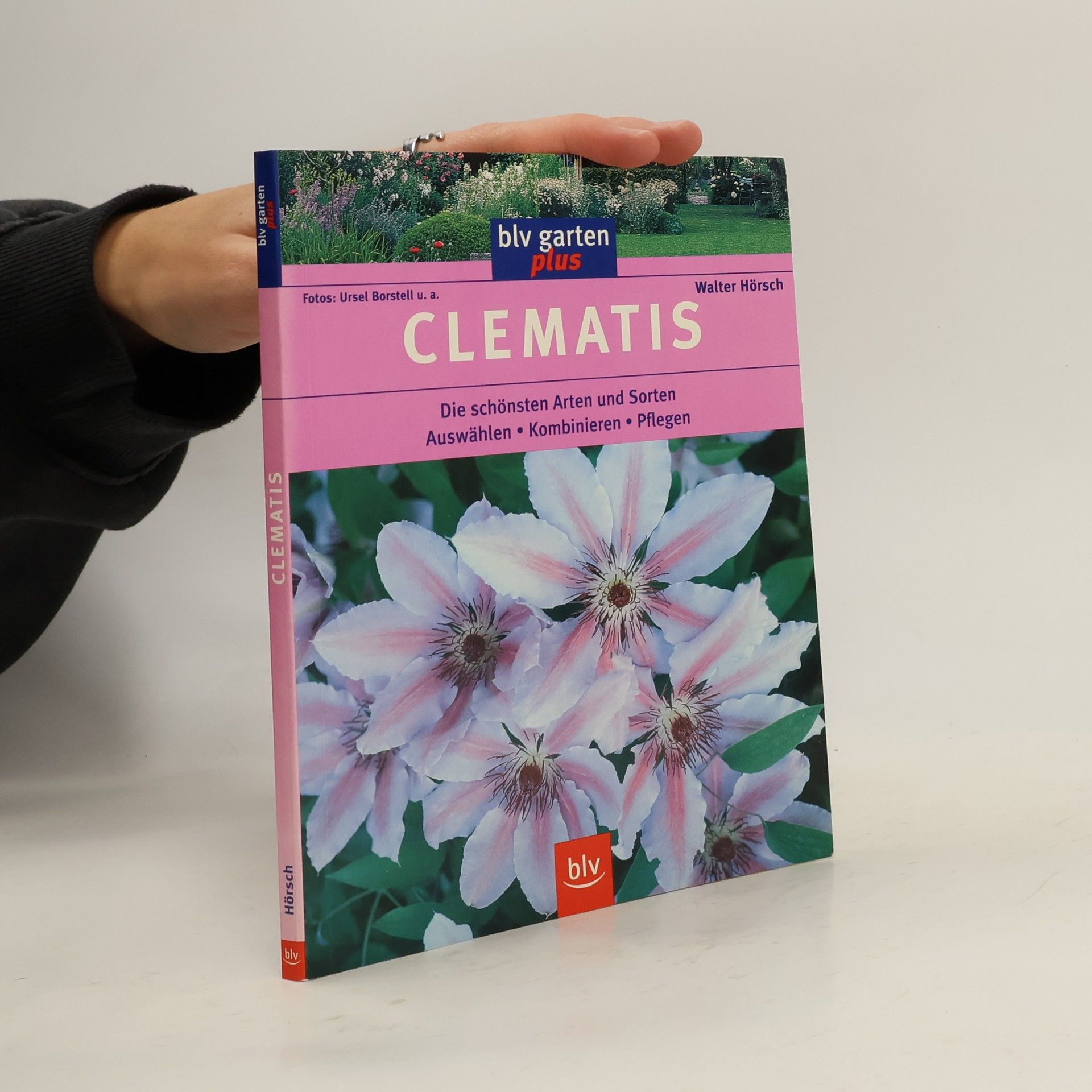 Ursel Borstell Clematis