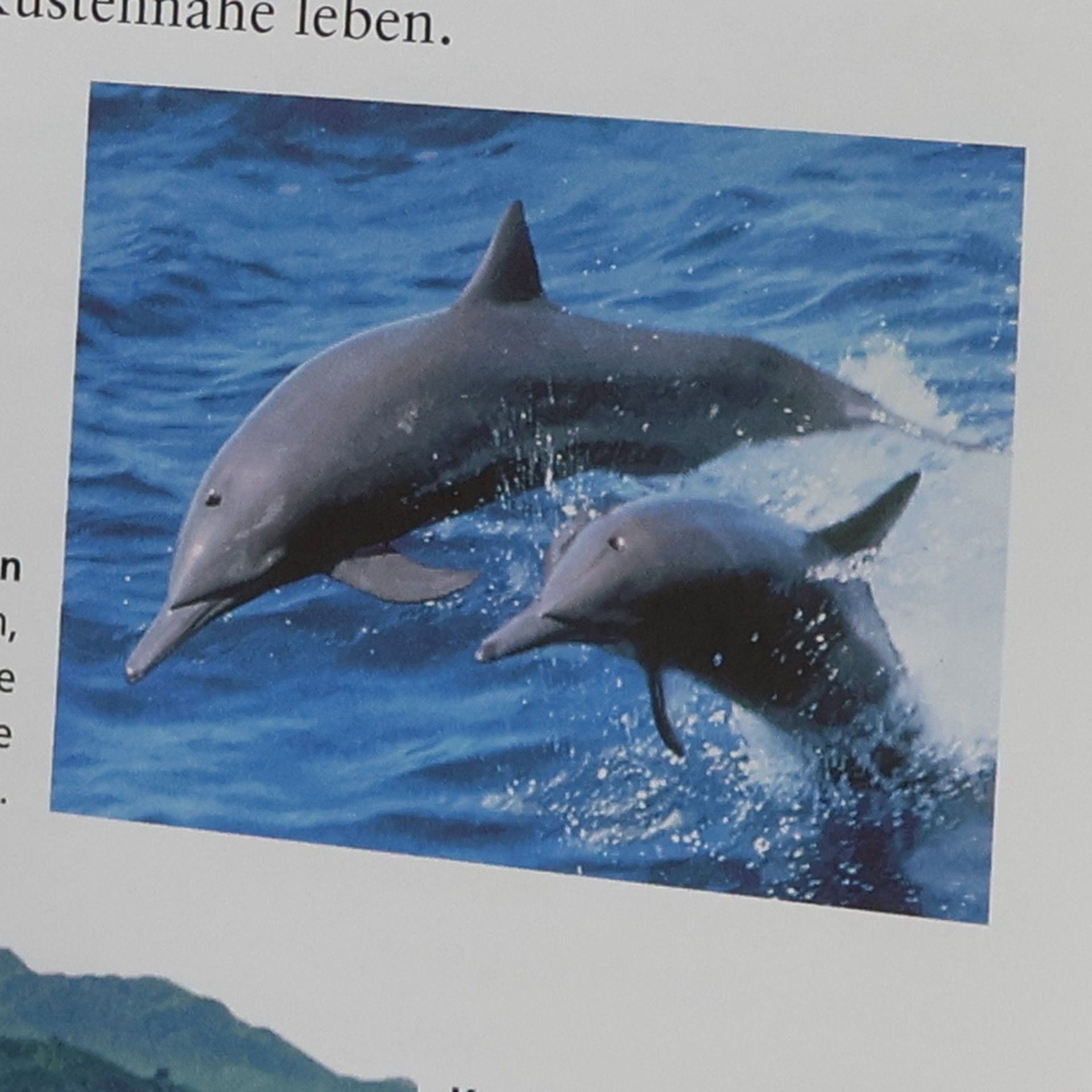 kolektiv Wale und Delfine