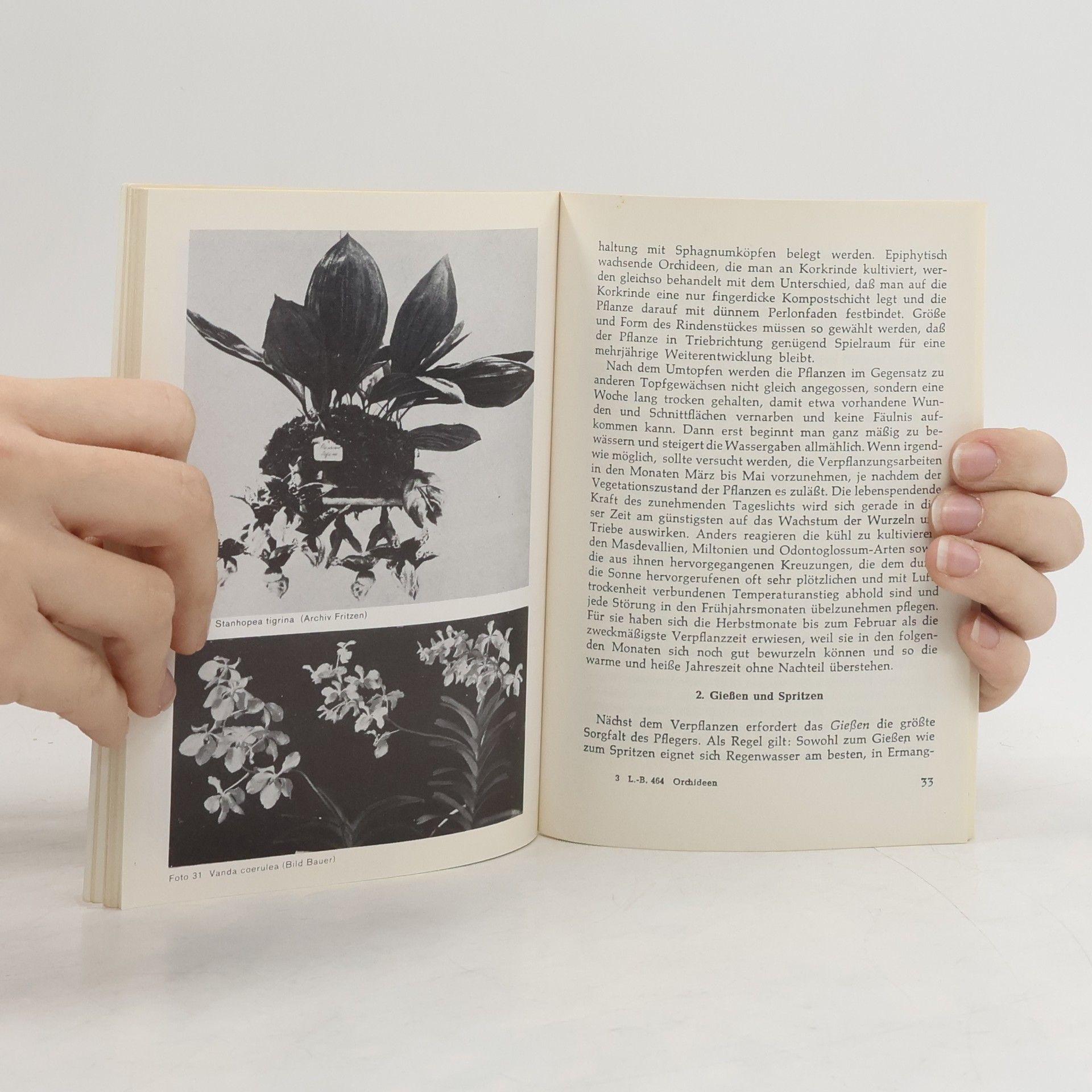 Johannes Fritzen Orchideen