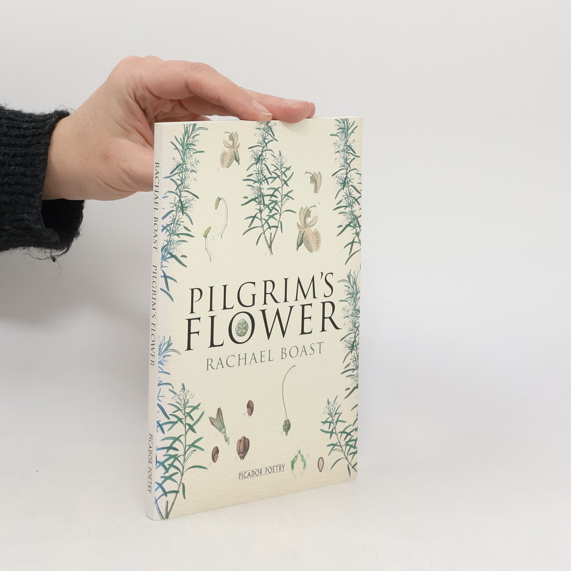 Rachael Boast Pilgrim's Flower