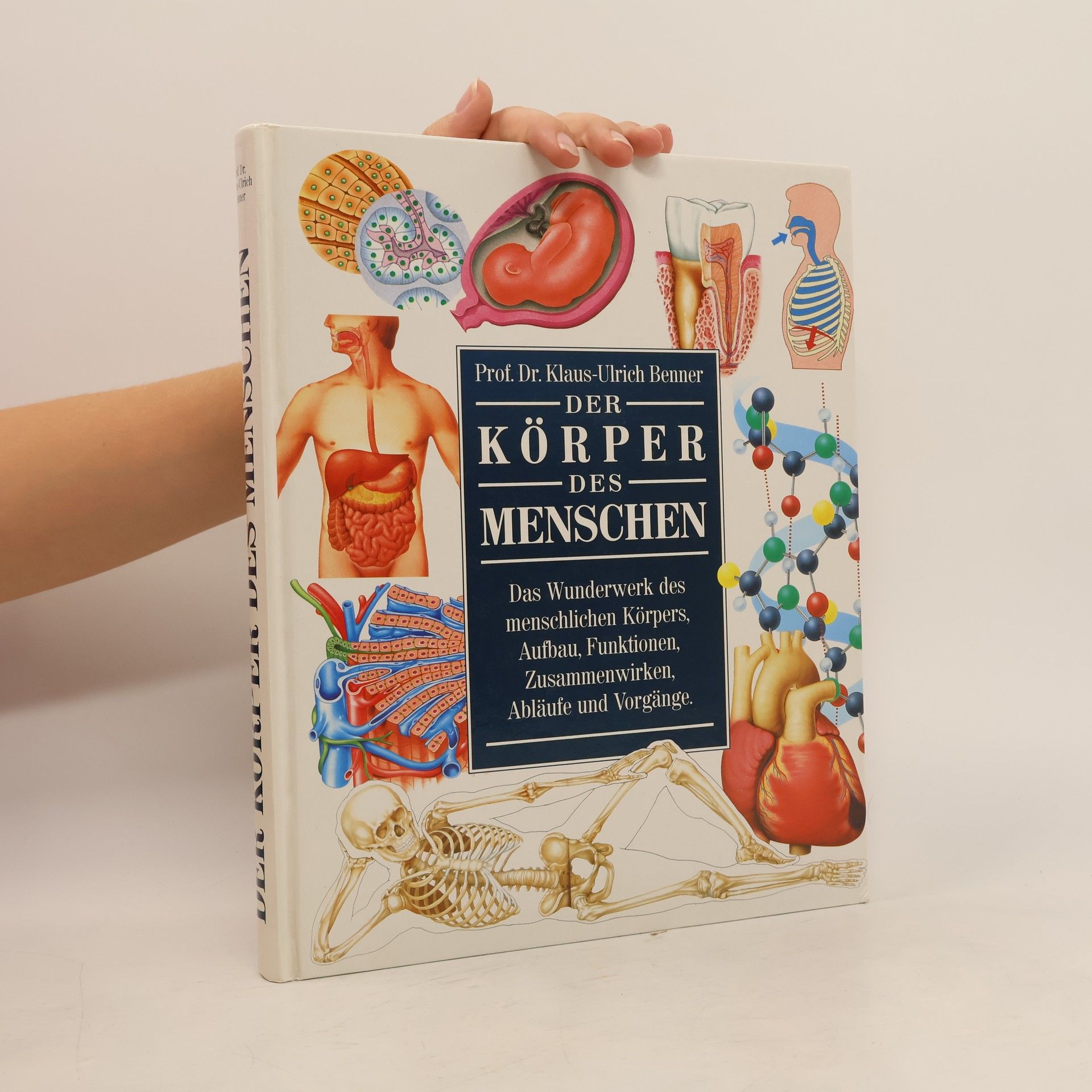 Der Körper des Menschen