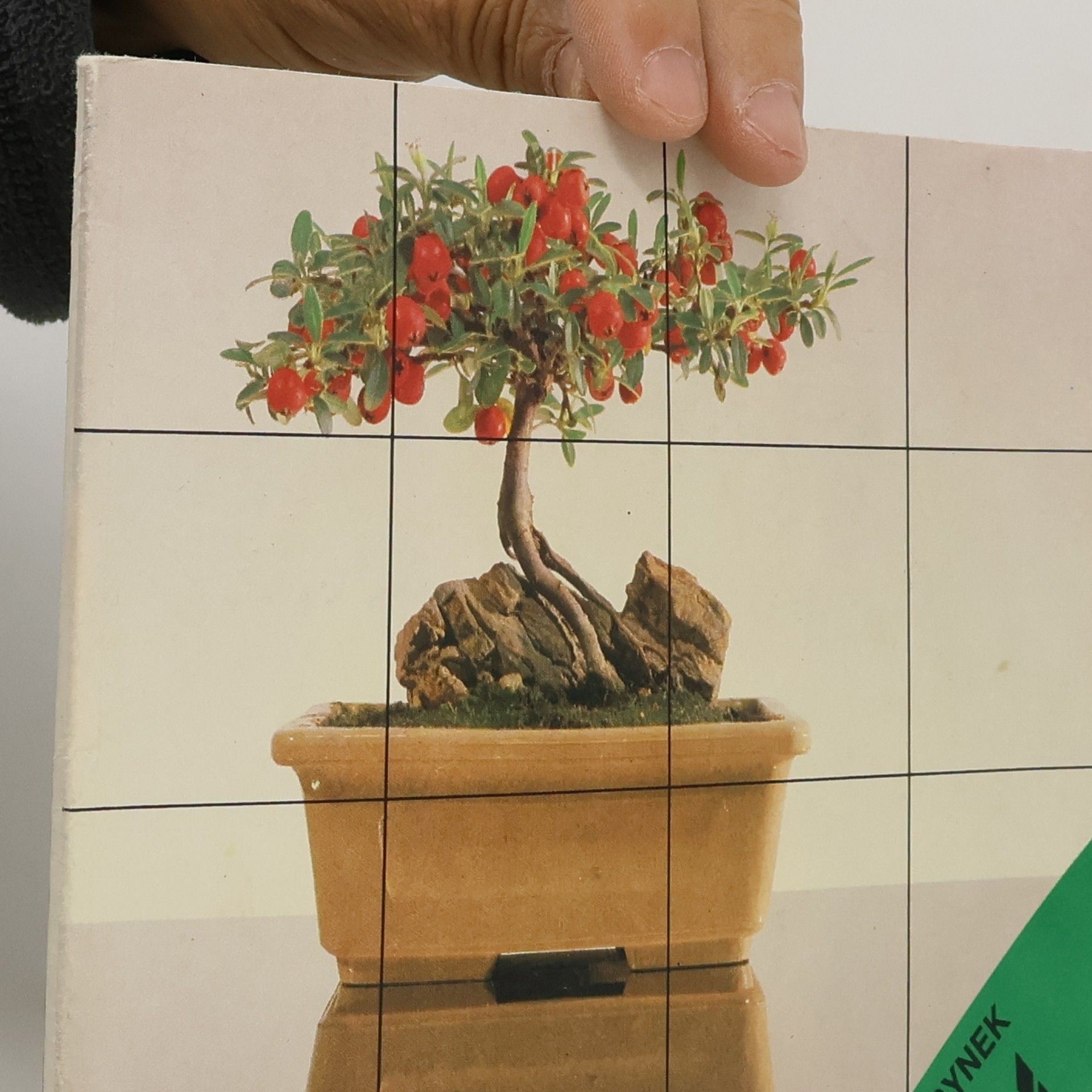 Petr Herynek Bonsai. Základy pěstování