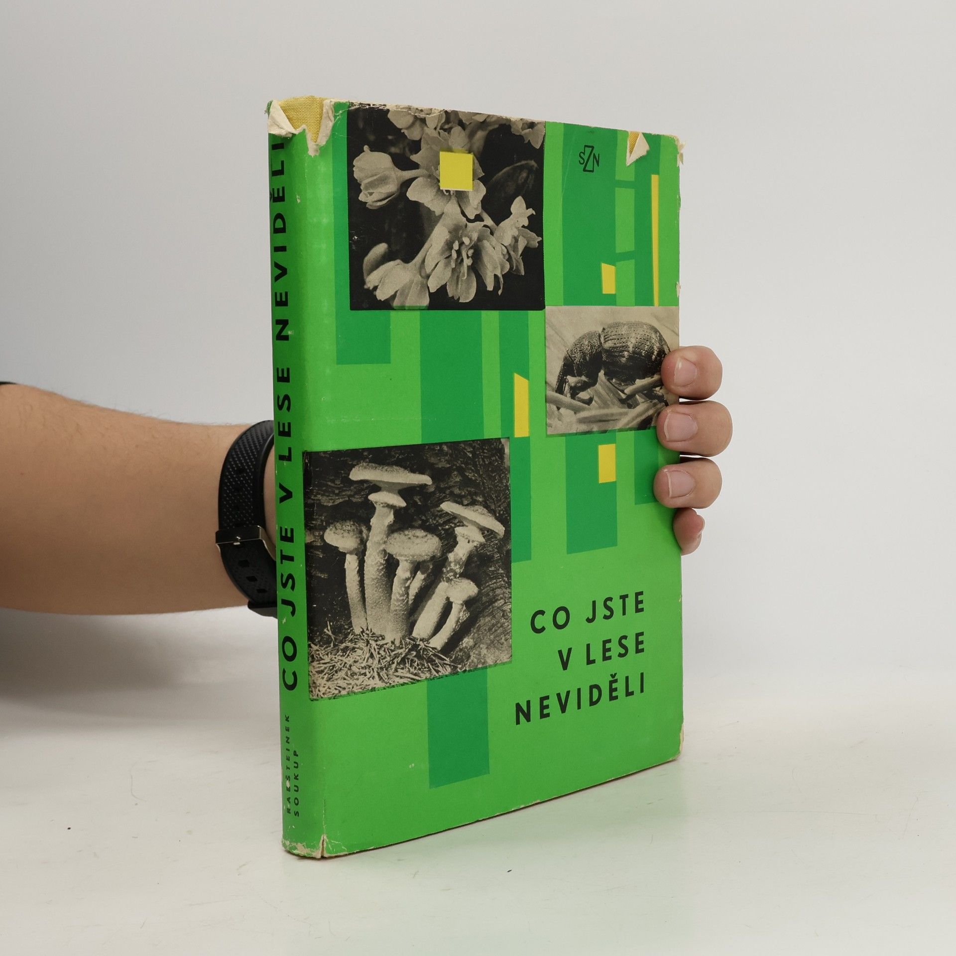 Co jste v lese neviděli