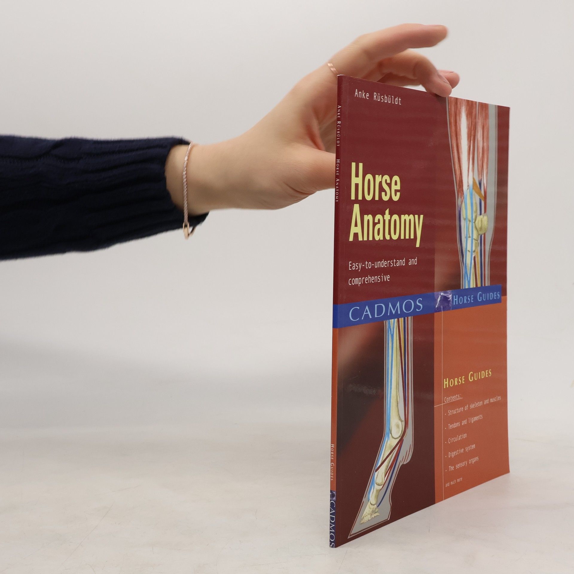 Anke Rüsbüldt Horse Anatomy