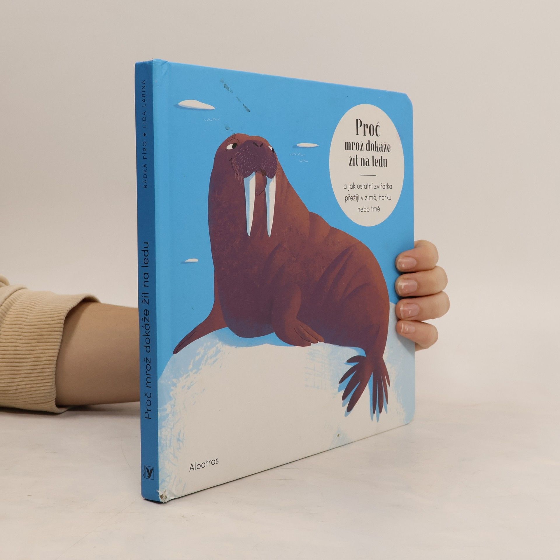 Proč mrož dokáže žít na ledu