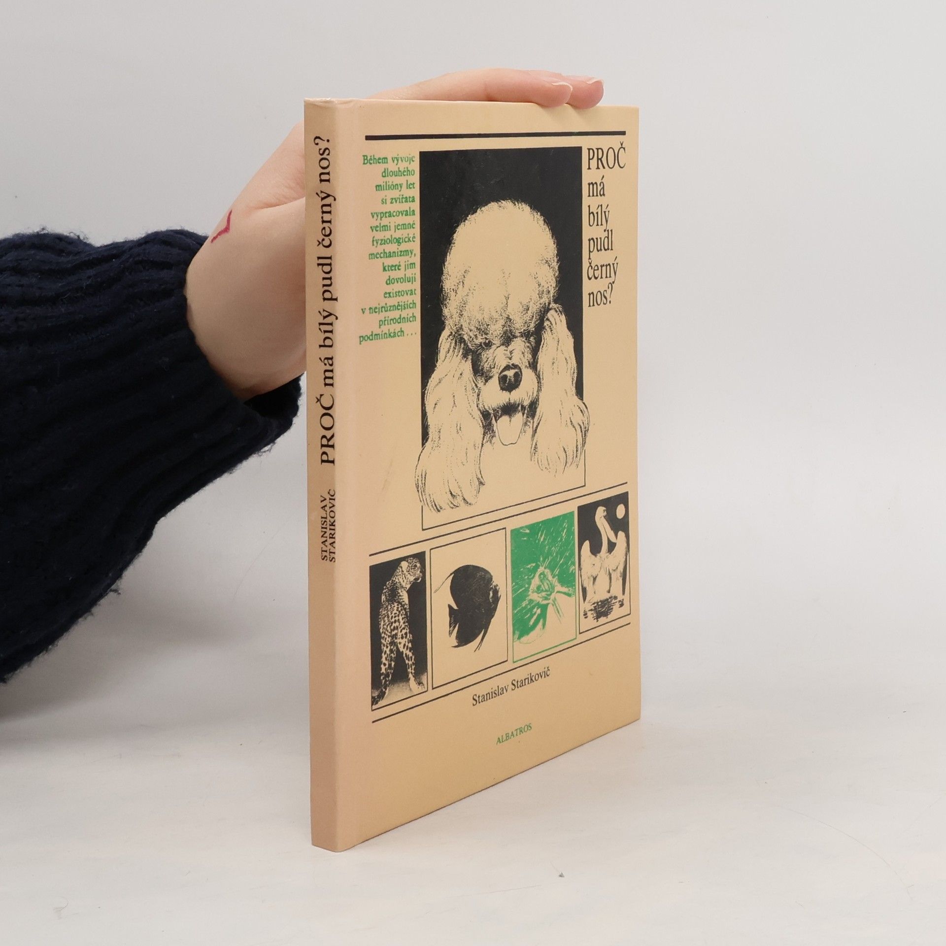 Proč má bílý pudl černý nos?