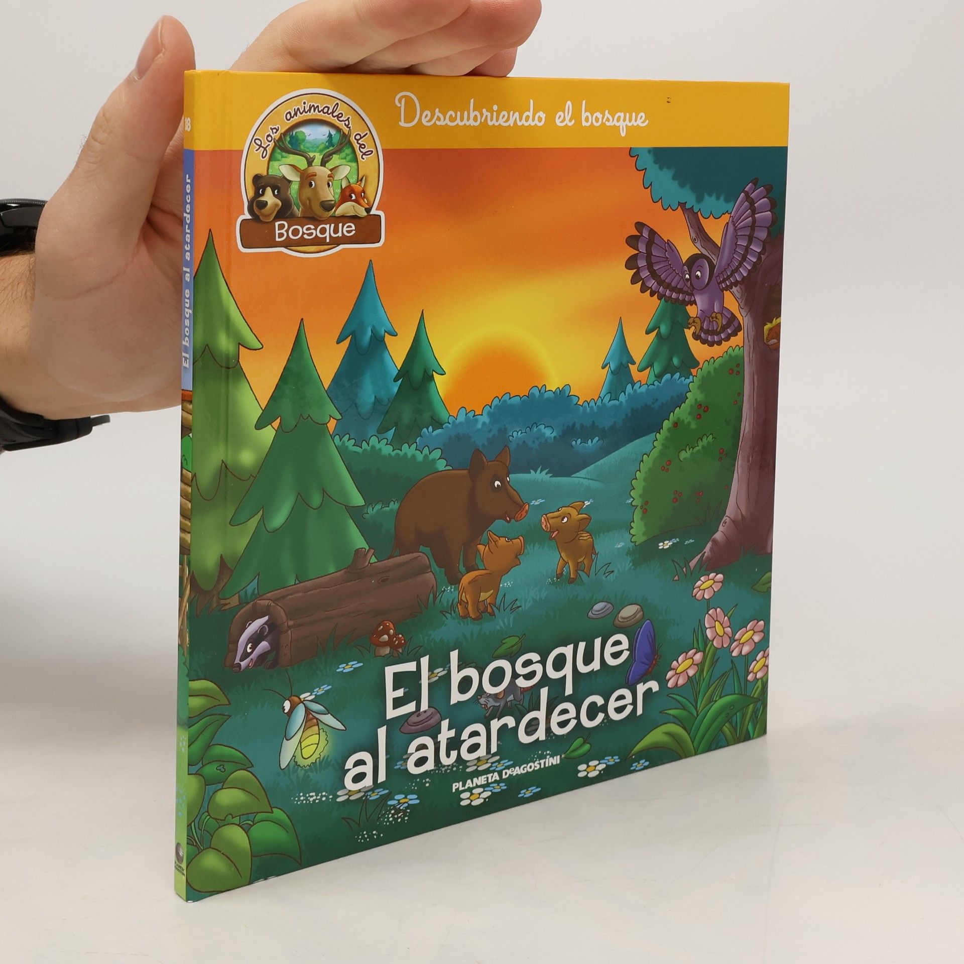 Descubriendo el bosque: El bosque al atardecer