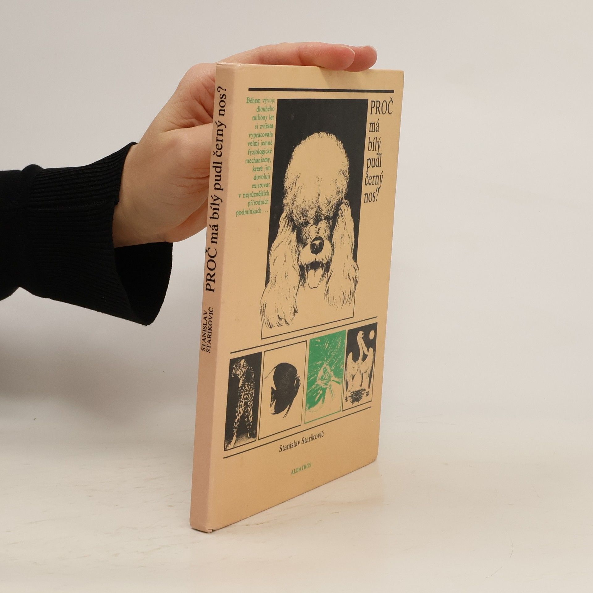 Proč má bílý pudl černý nos?