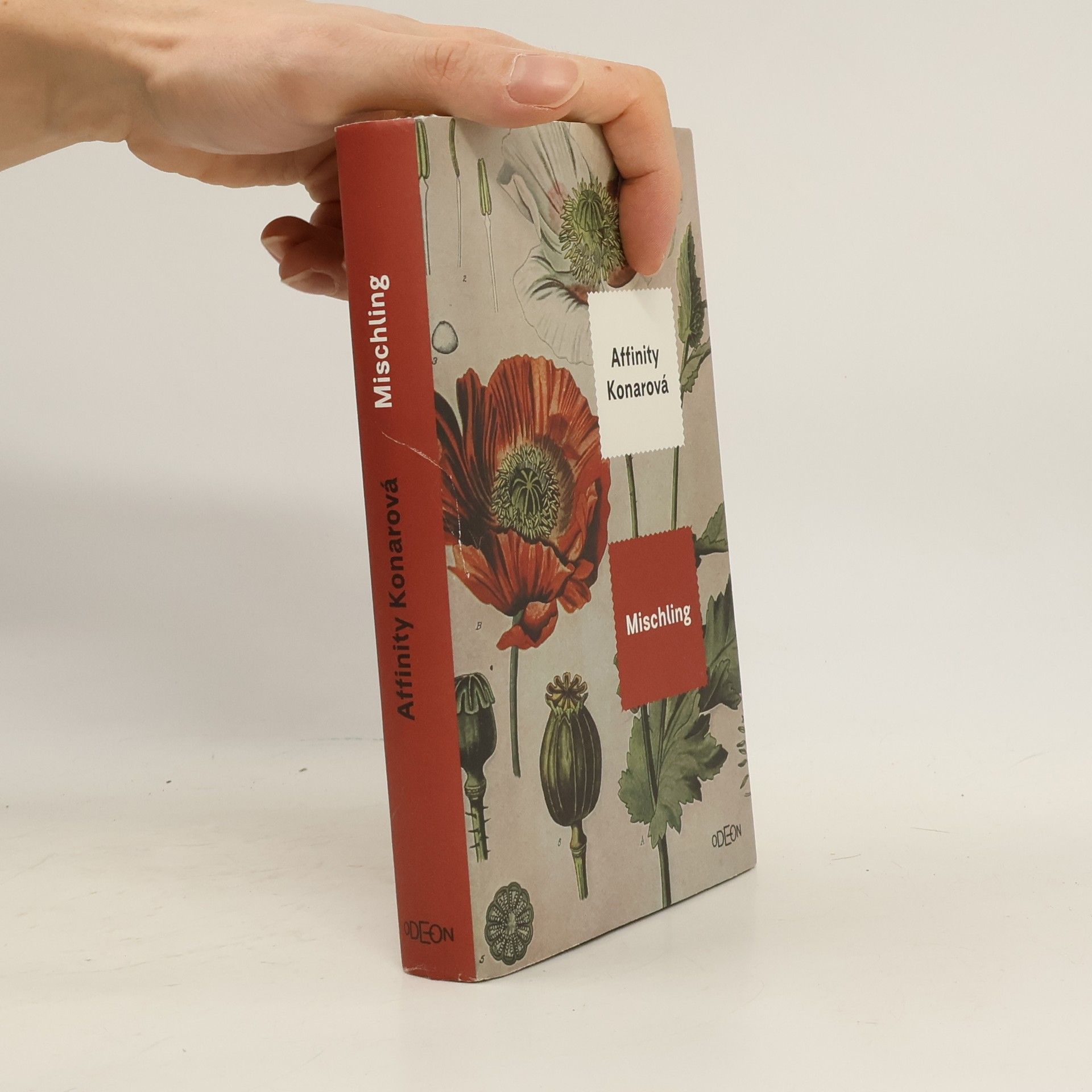 Affinity Konar Mischling