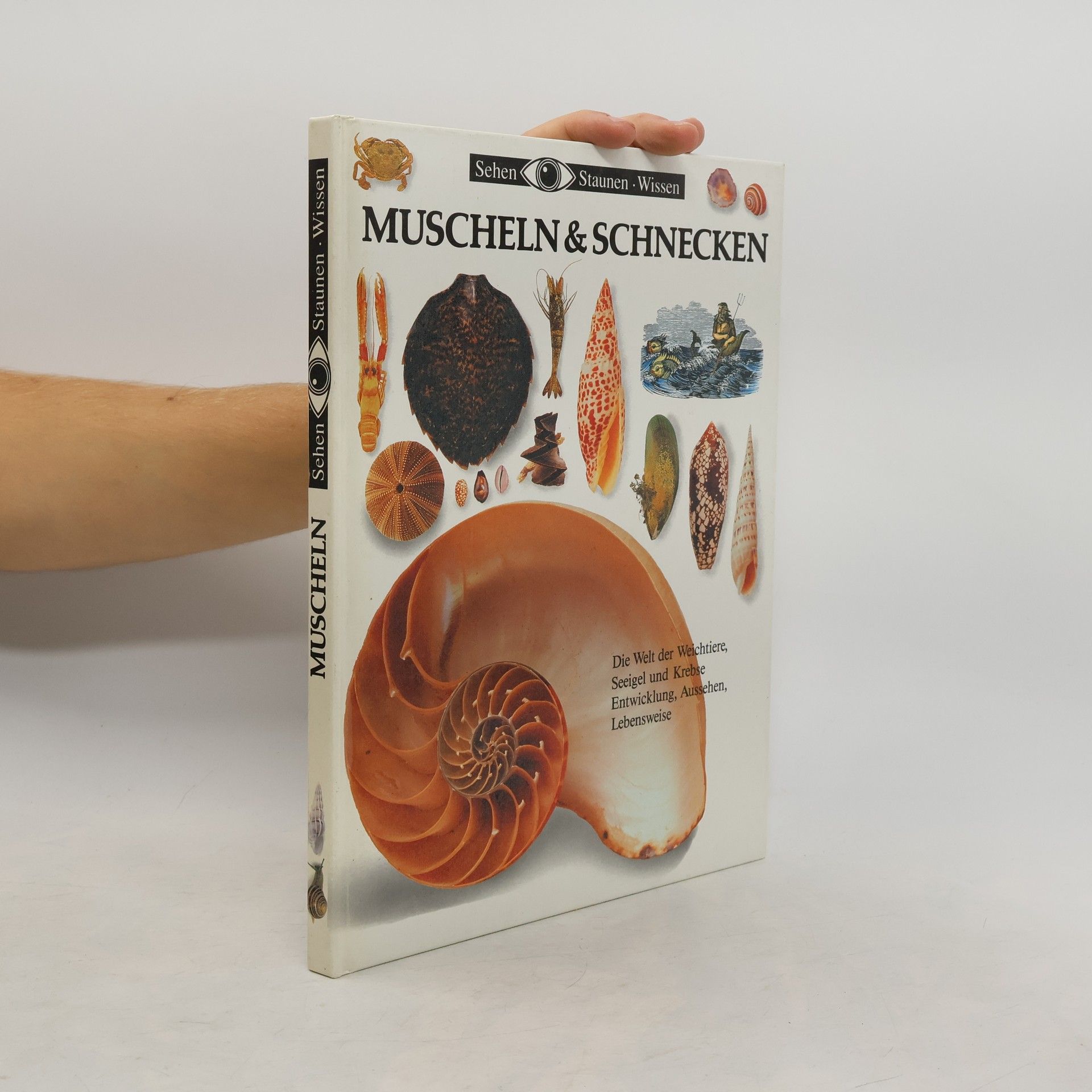 Autores varios Muscheln & Schnecken