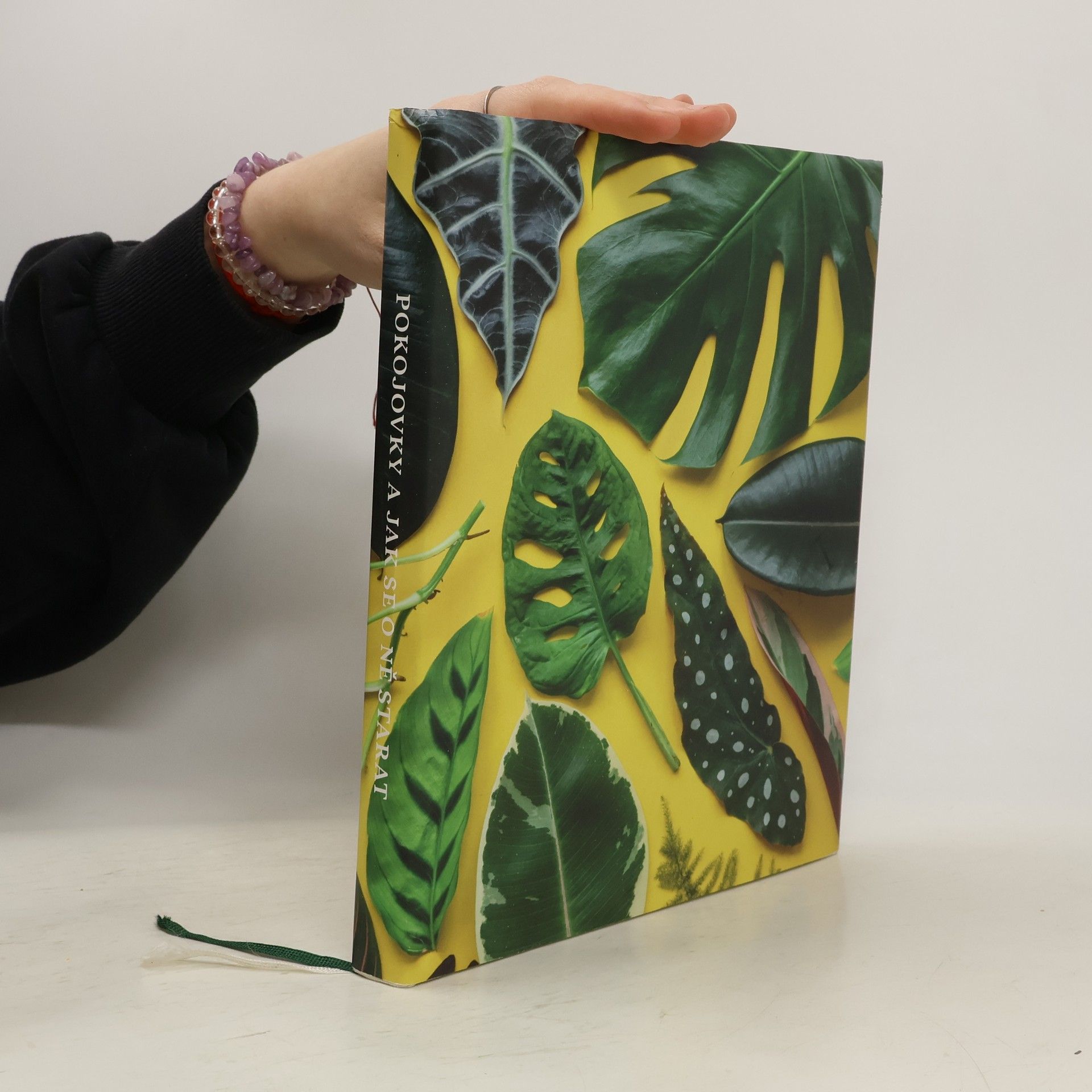 Pokojovky a jak se o ně starat