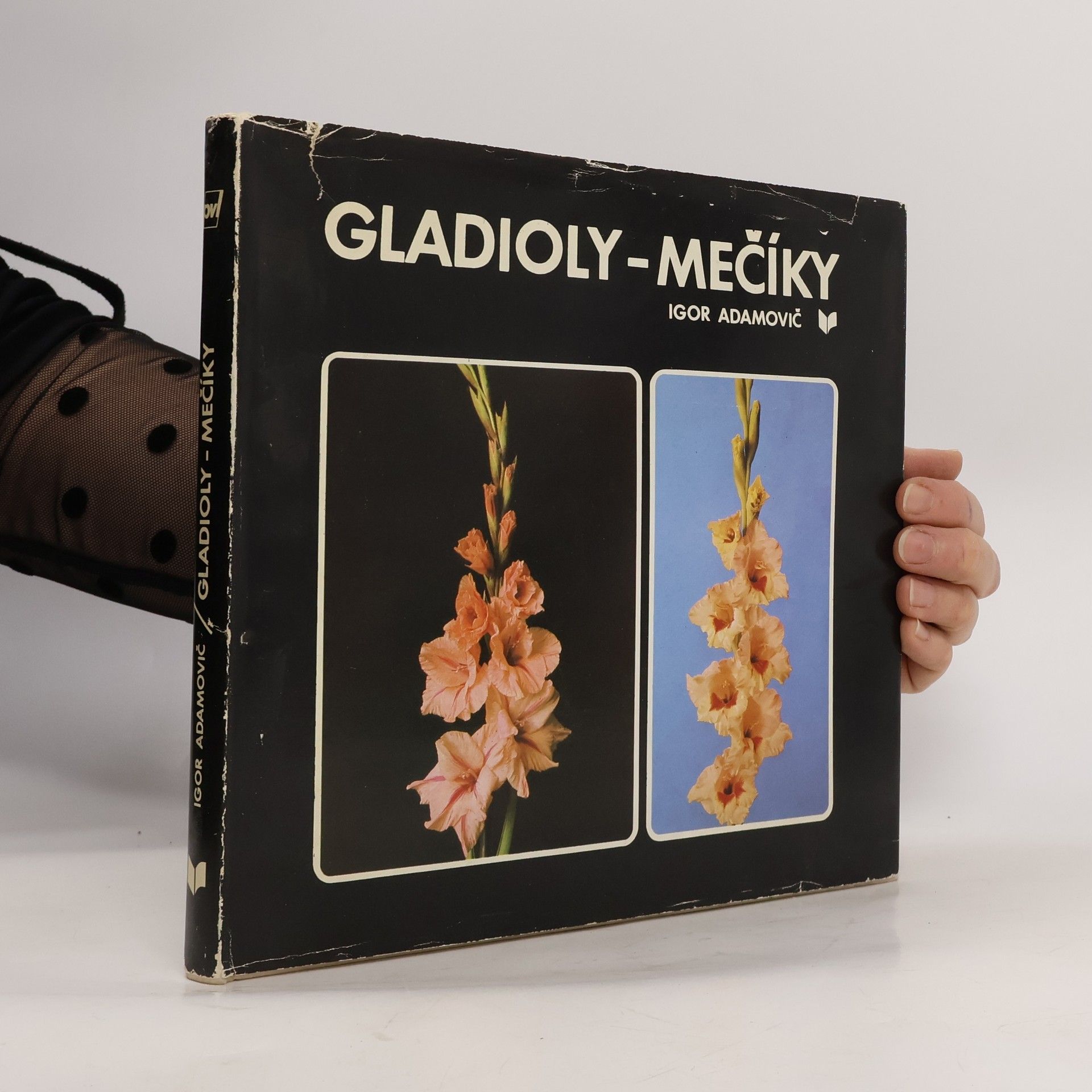 Gladioly-mečíky