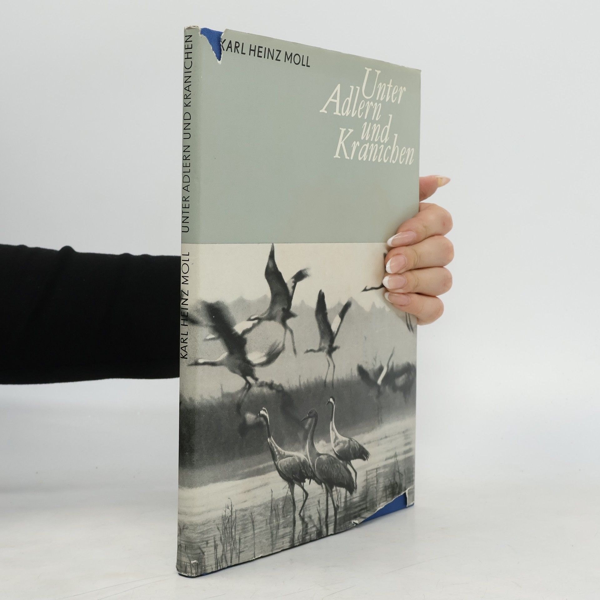 Unter Adlern und Kranichen