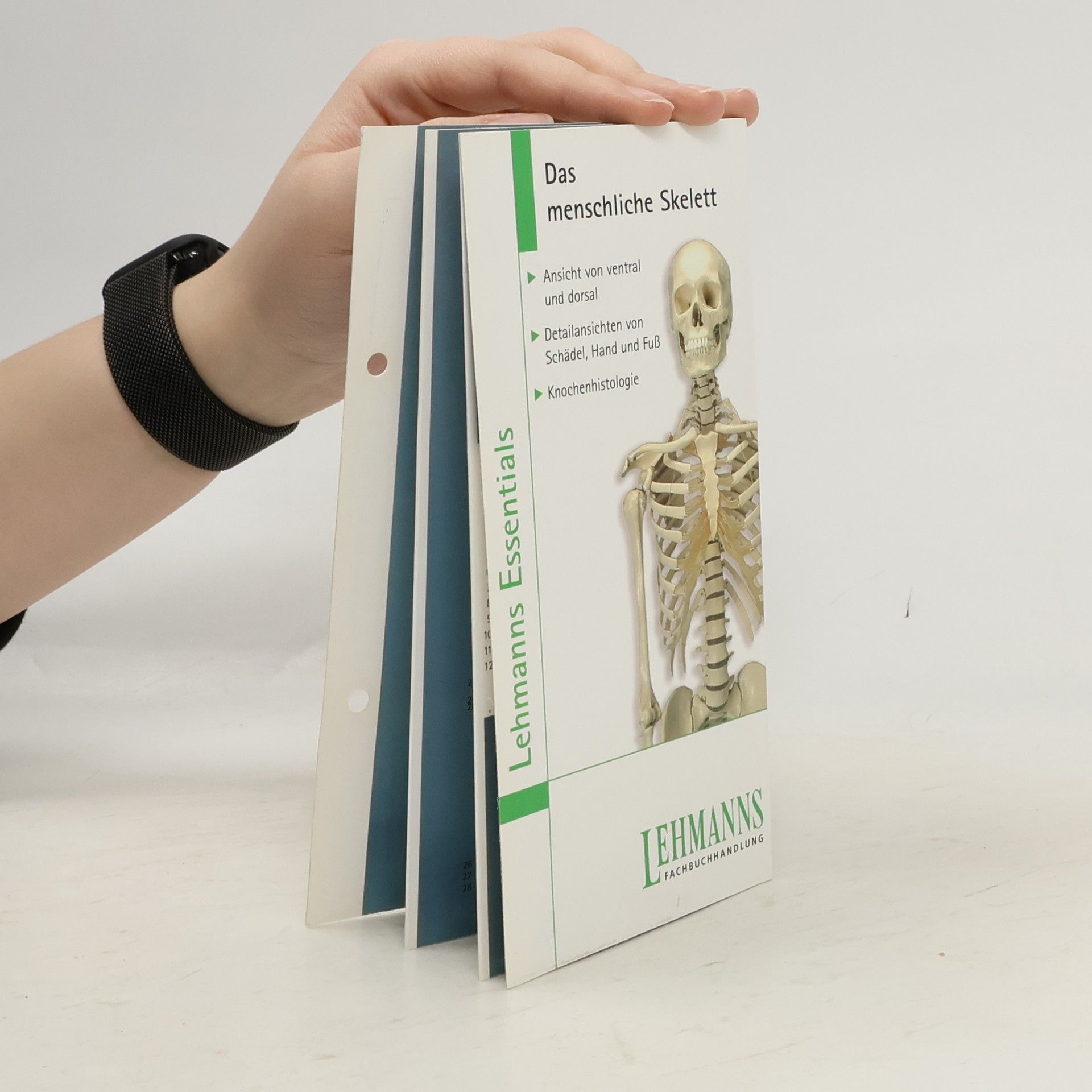 Collectif d'auteurs Das menschliche Skelett