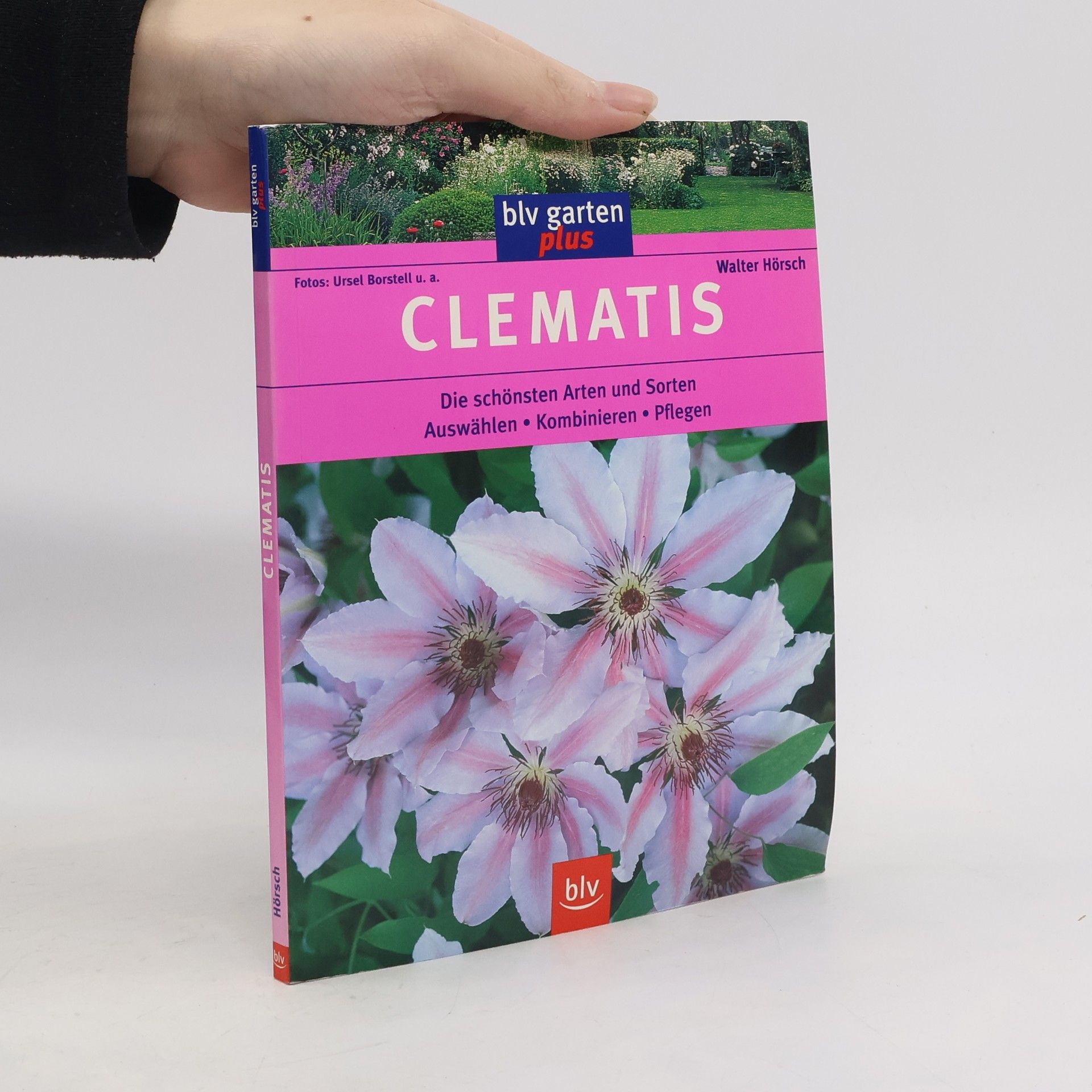 Ursel Borstell Clematis