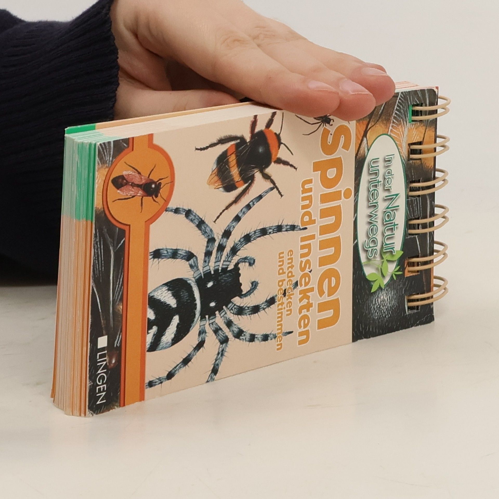 Autorenkollektiv Spinnen und Insekten