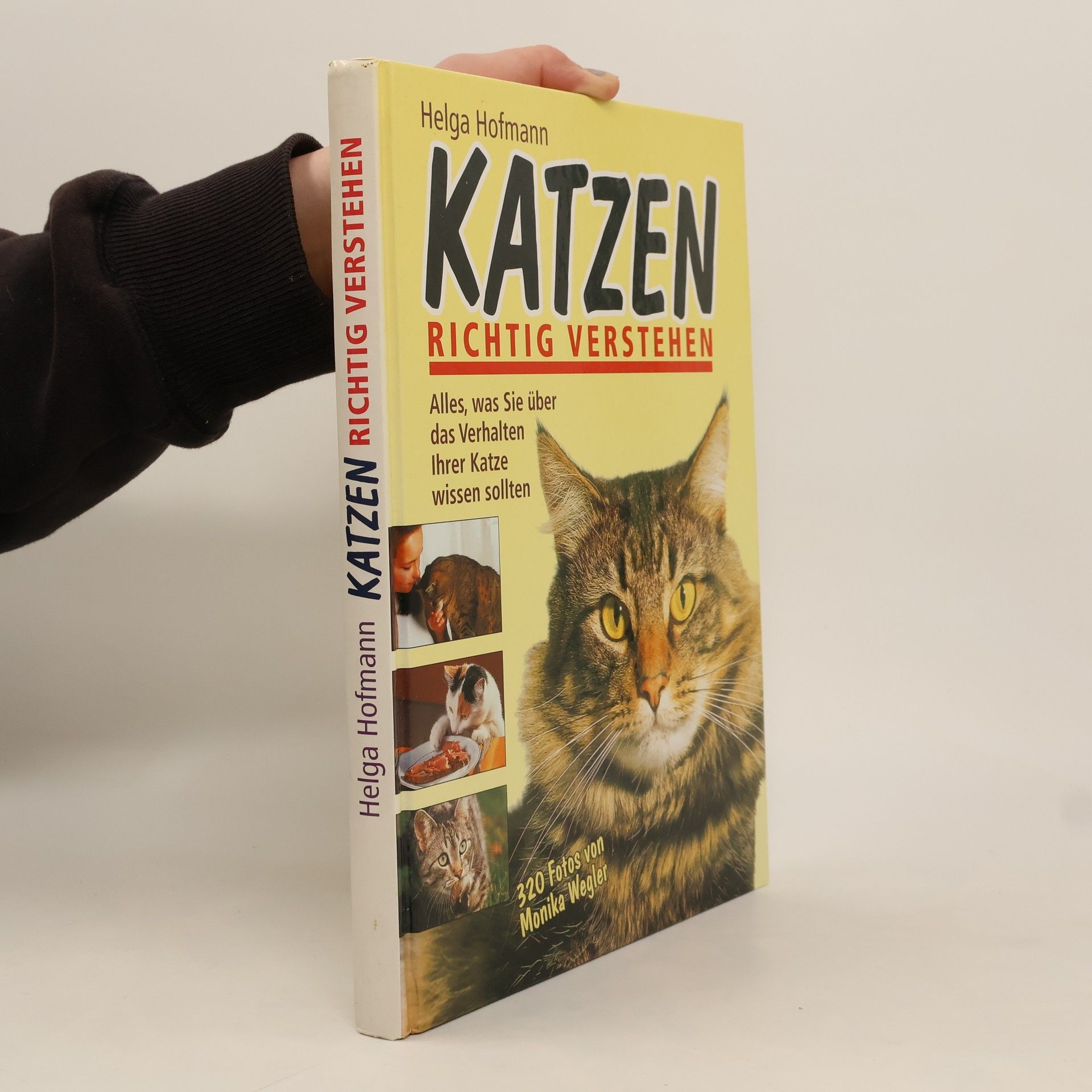 Katzen richtig verstehen