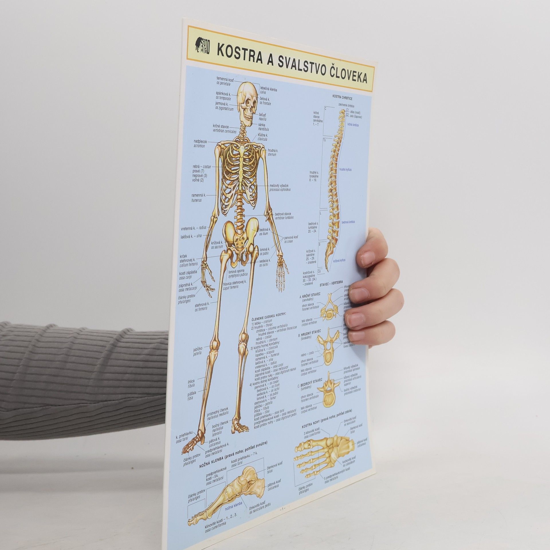 Kostra a svalstvo človeka