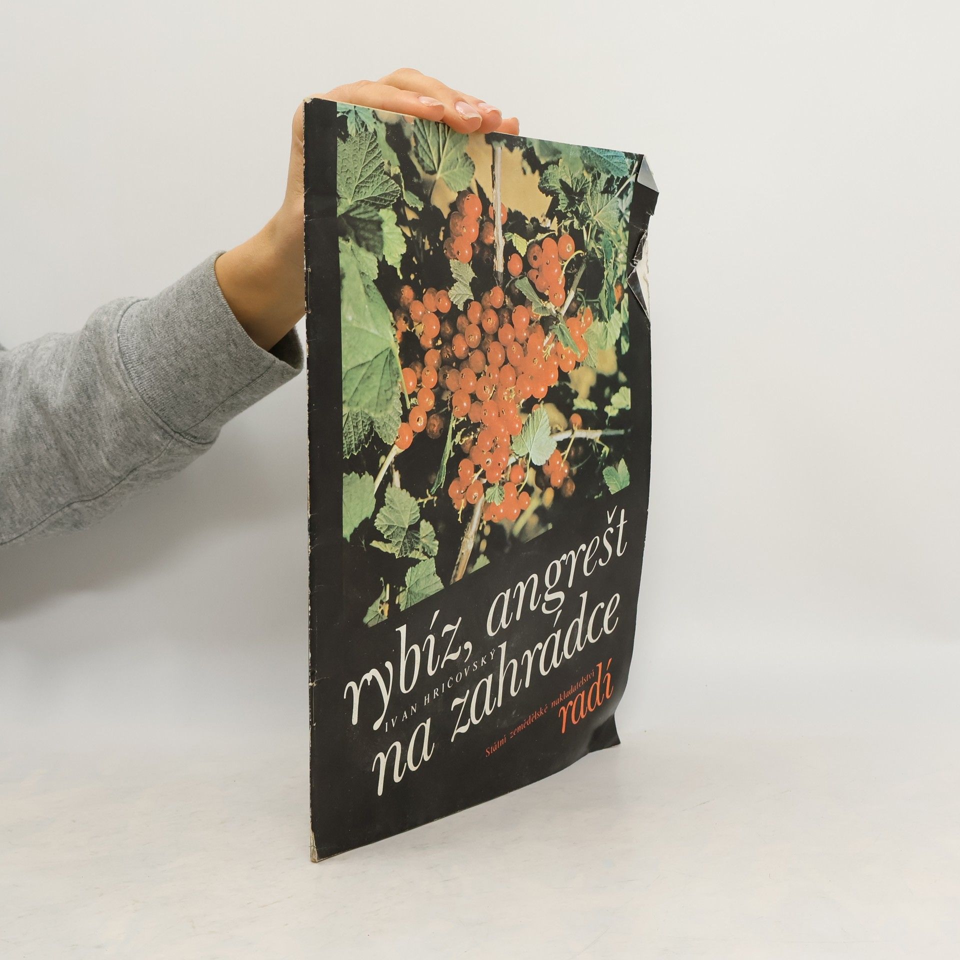 Ivan Hričovský Rybíz, angrešt na zahrádce