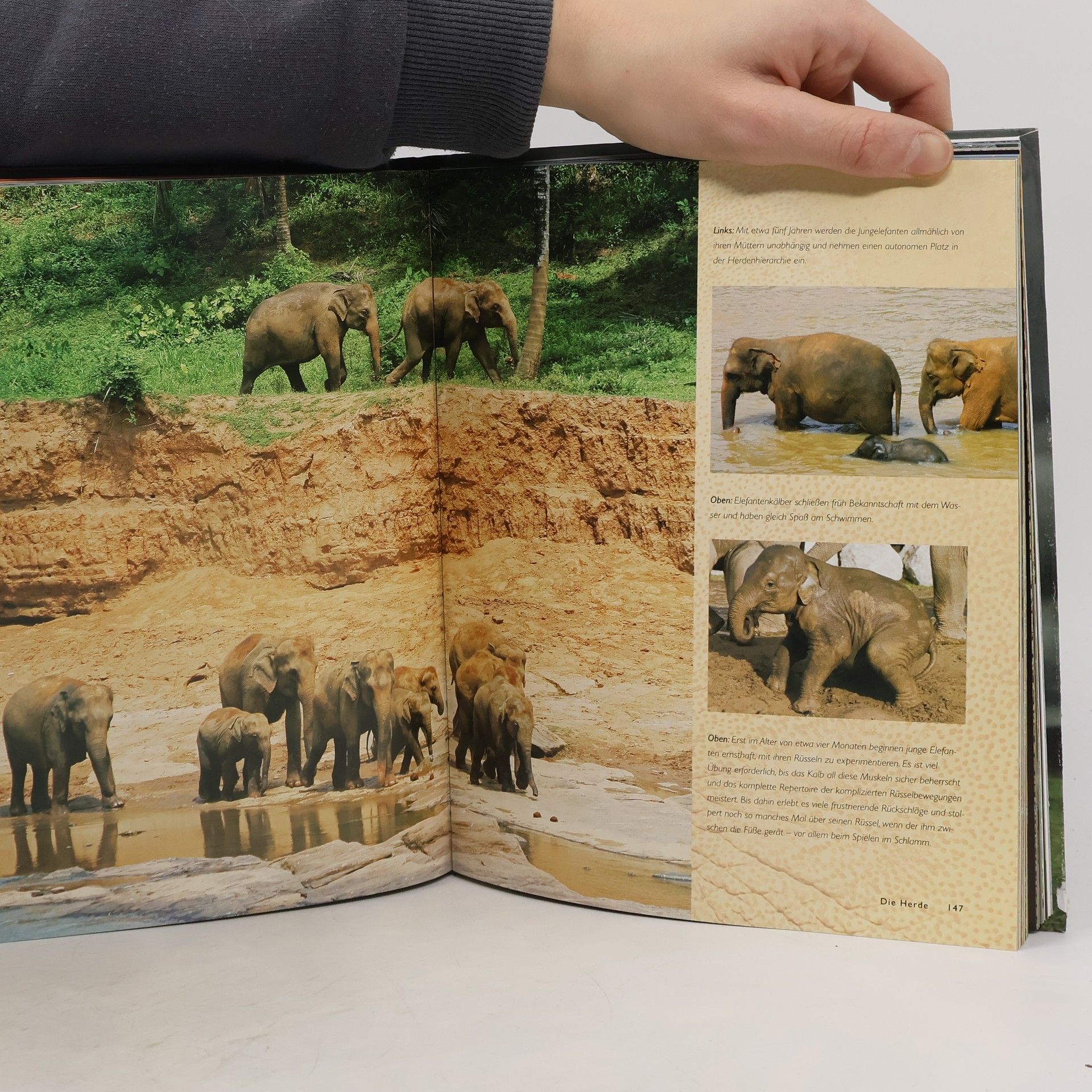Gill Davies Der Elefant