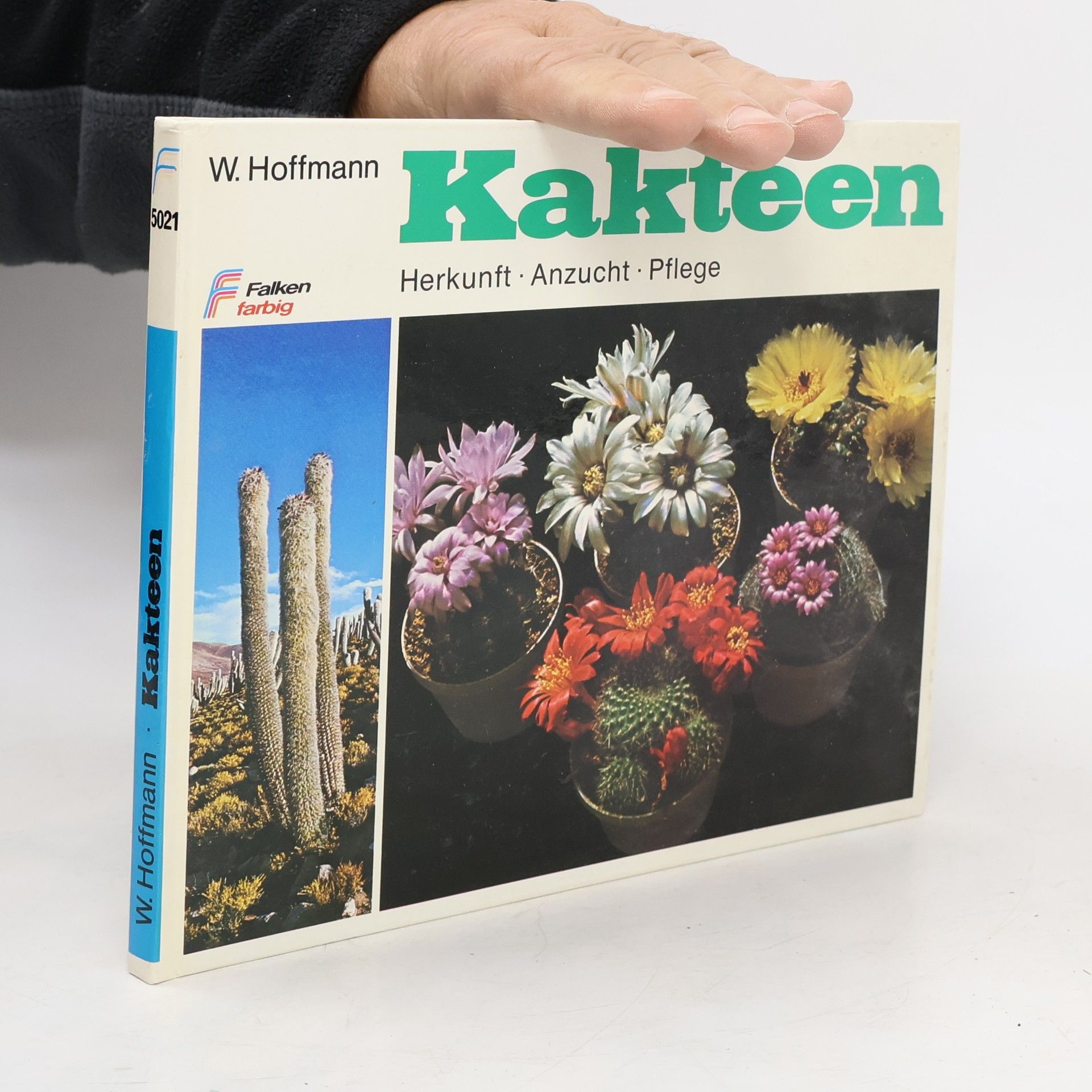 Kakteen