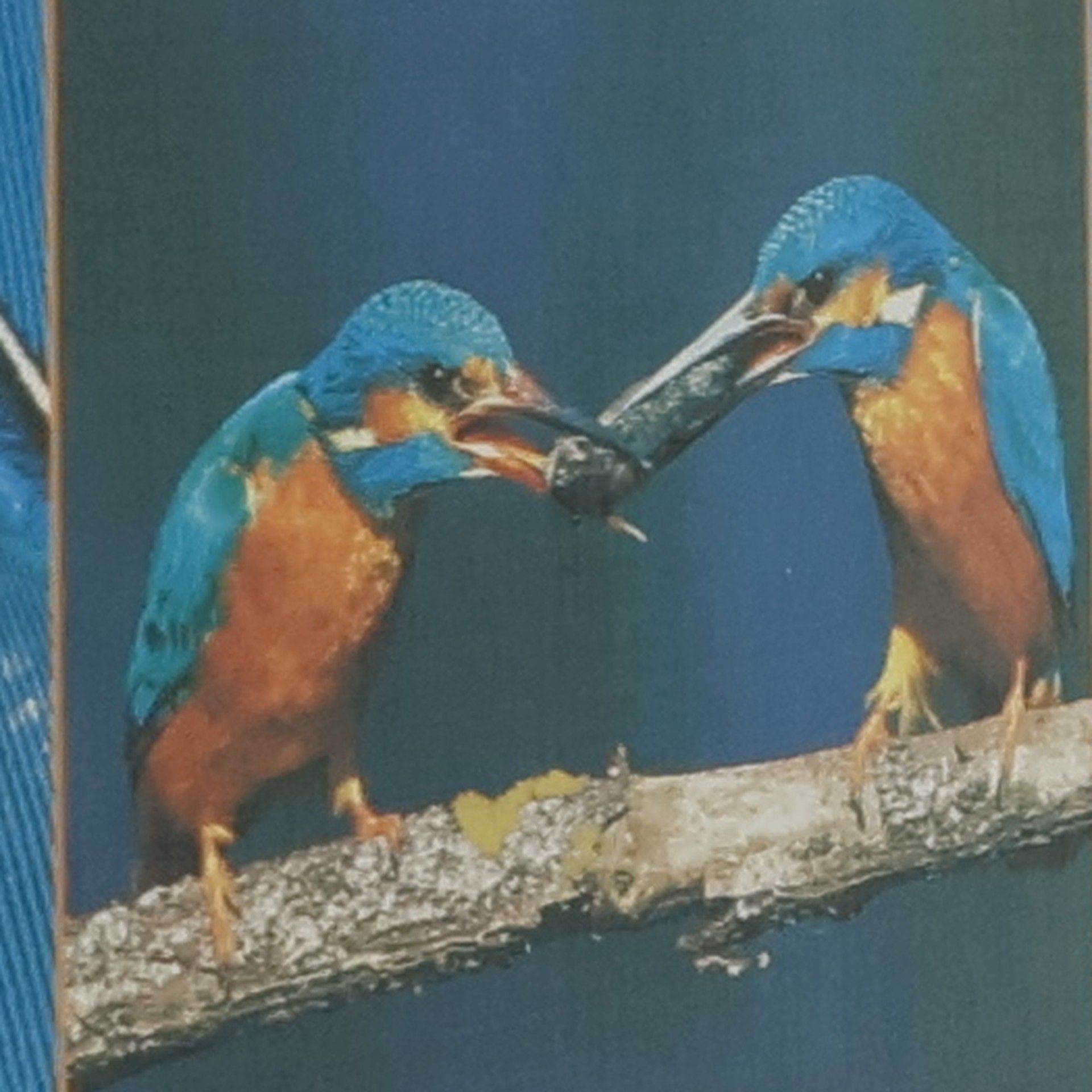 Die Tiere unserer Heimat