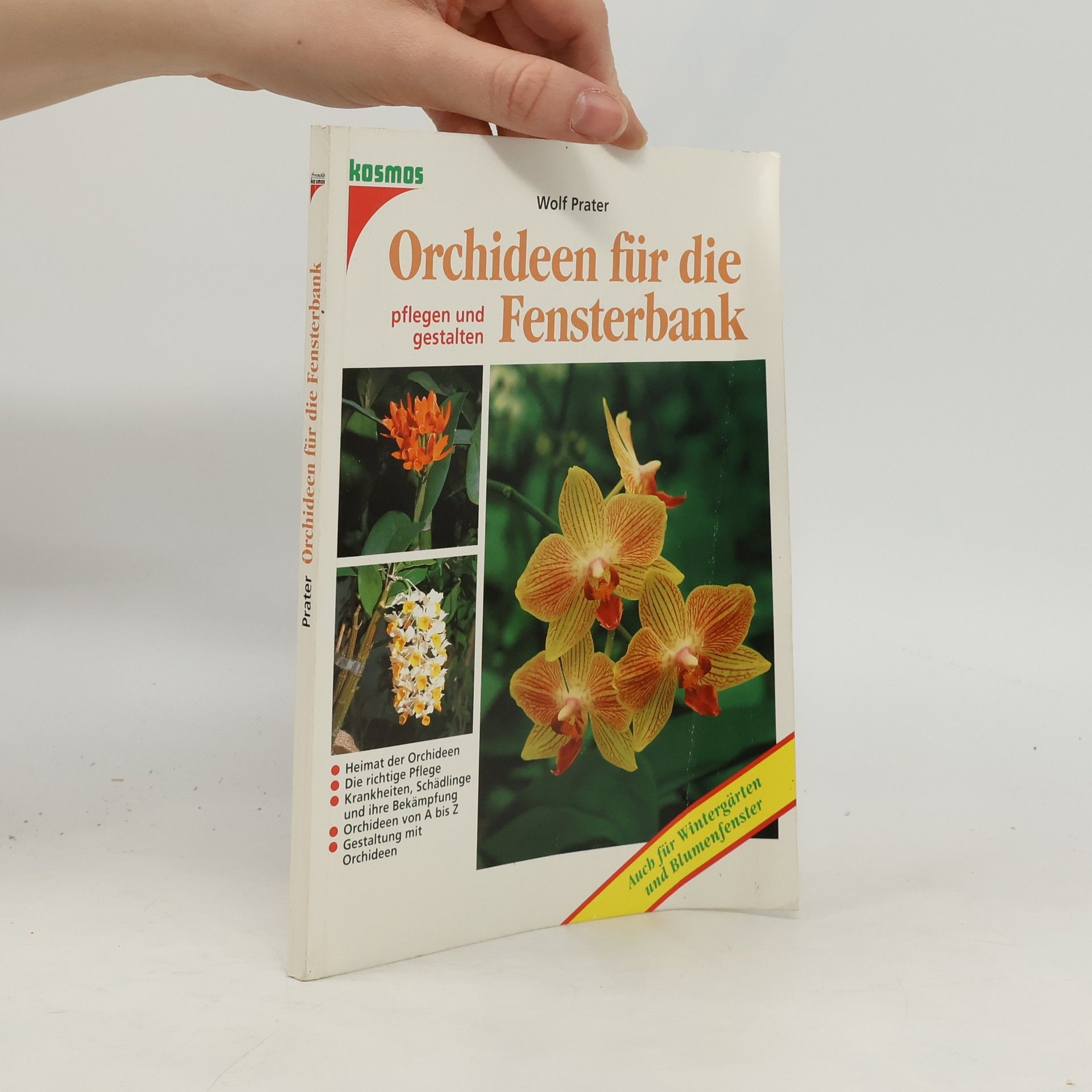 Orchideen für die Fensterbank