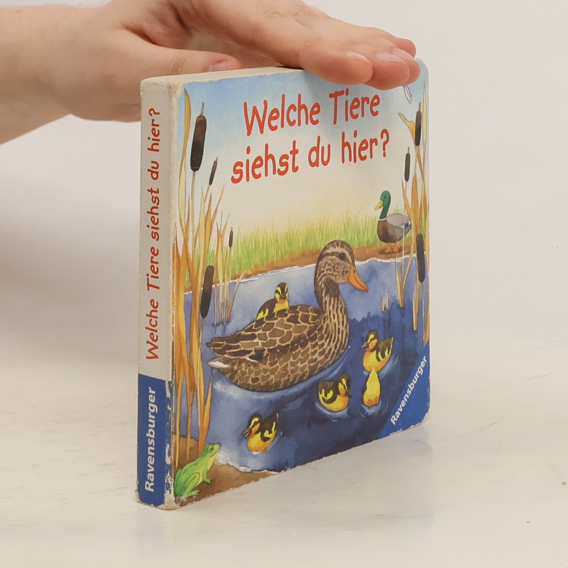 Andrea Erne Welche Tiere siehst du hier?